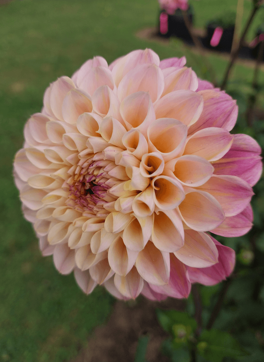 Wine Eyed Jill view 2