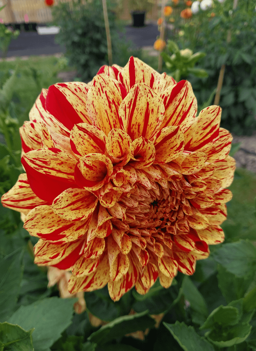 Painted Madam (aka Gloriosa)