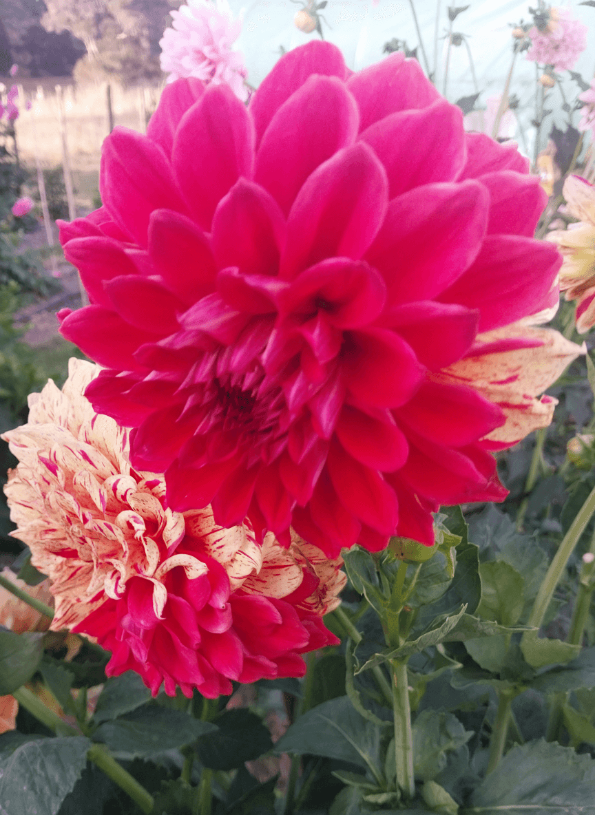 Painted Madam (aka Gloriosa) view 2