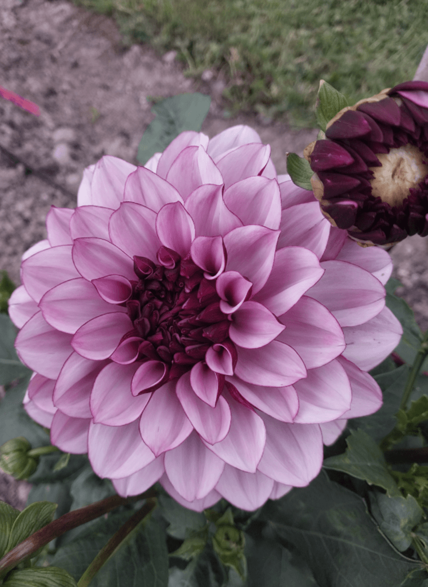 Creme de Cassis view 2