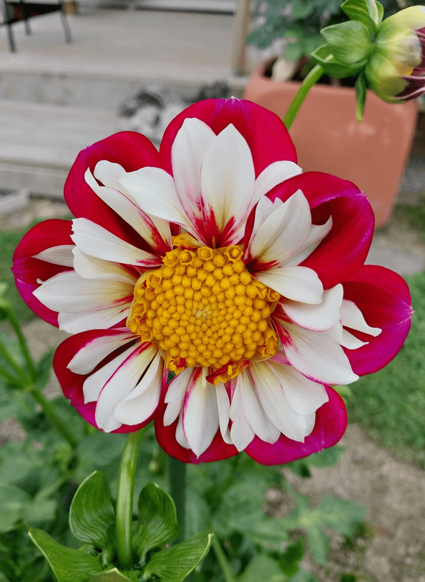 Bumble Rumble view 3