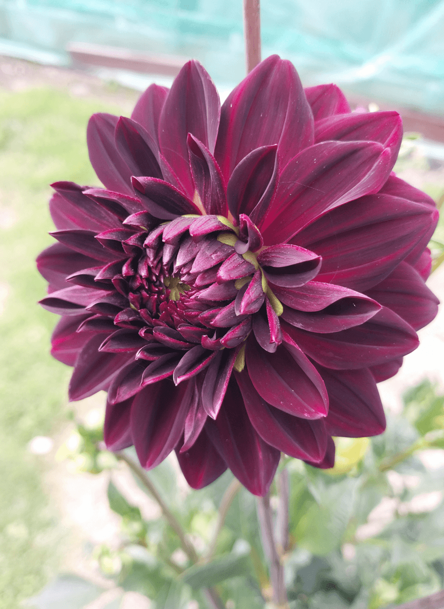 Arabian Night view 2