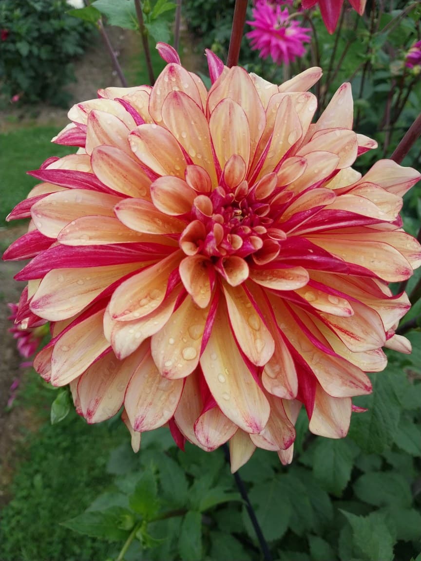 Creme de Cognac view 2