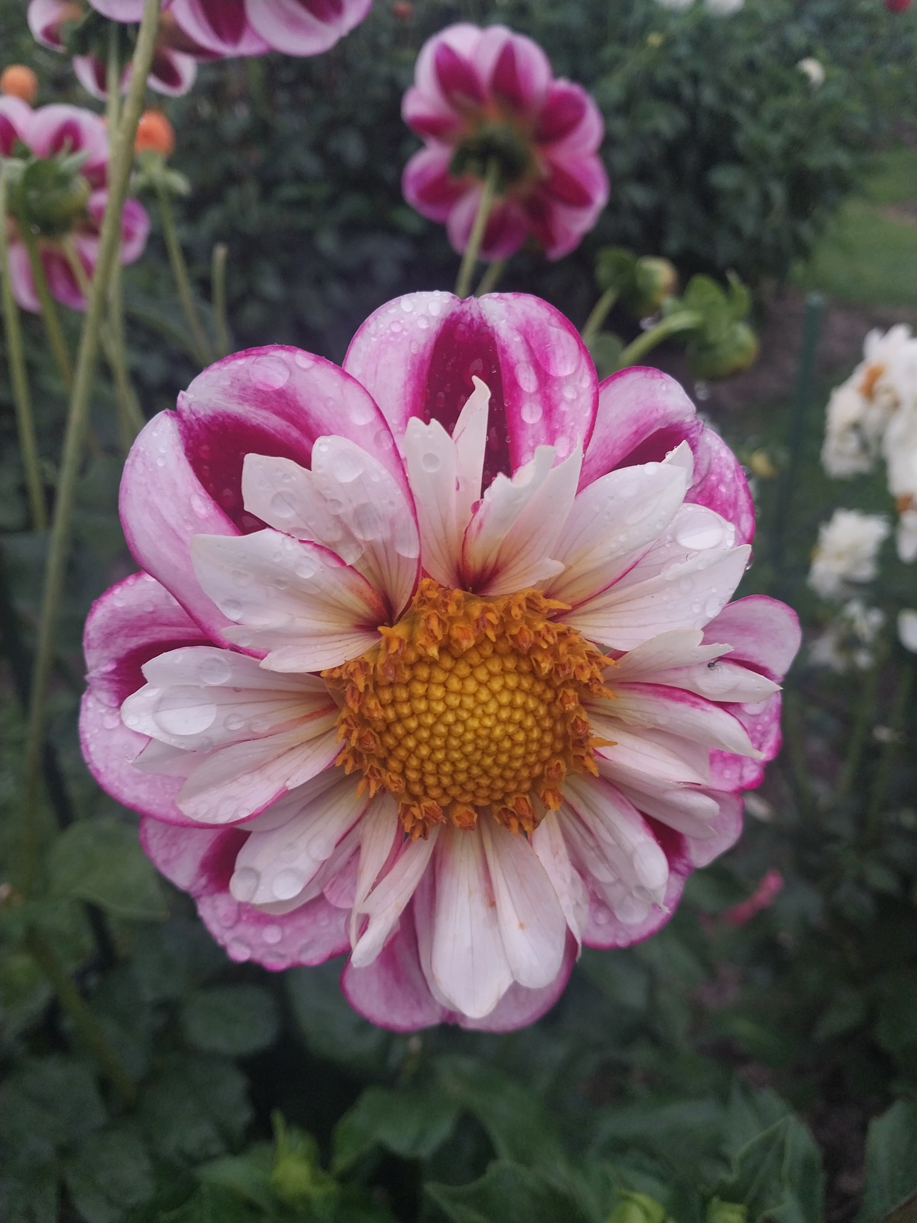 Bumble Rumble view 2