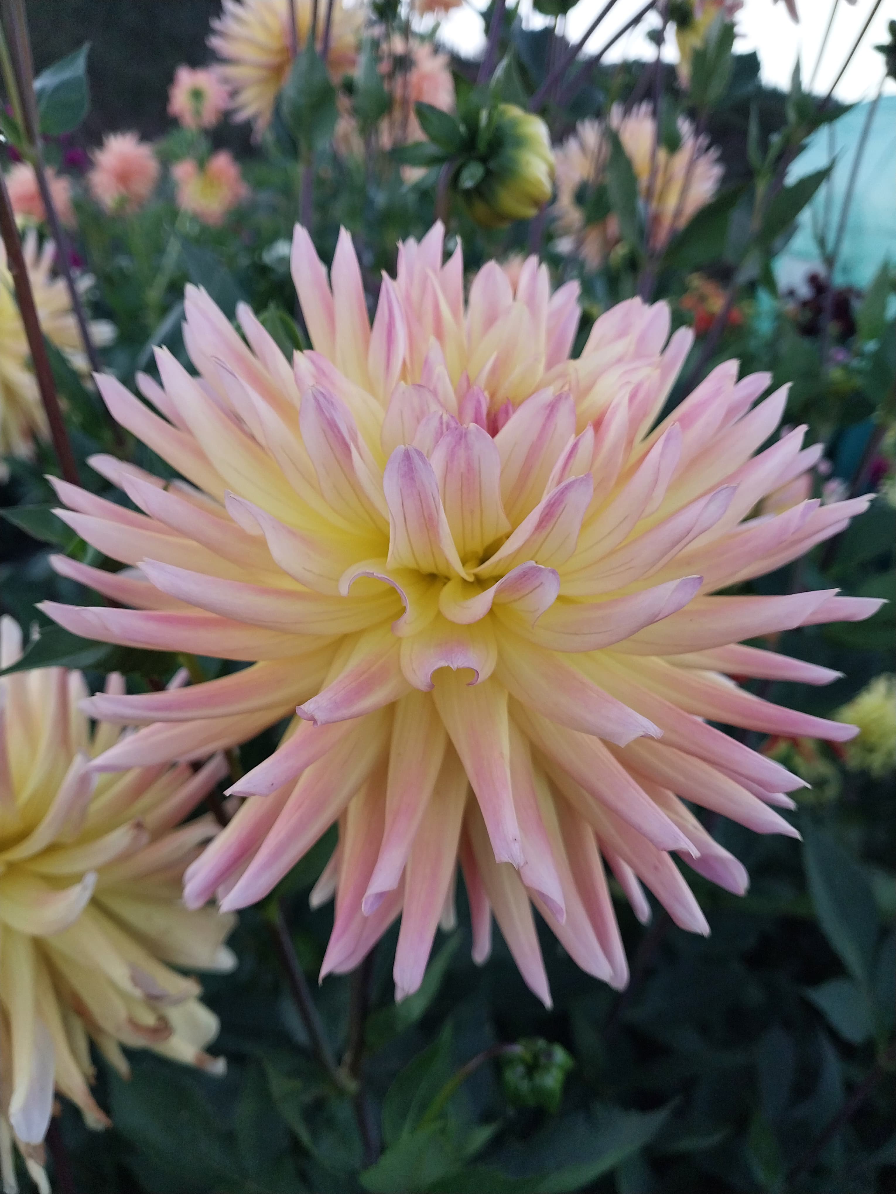 Cabana Banana view 2