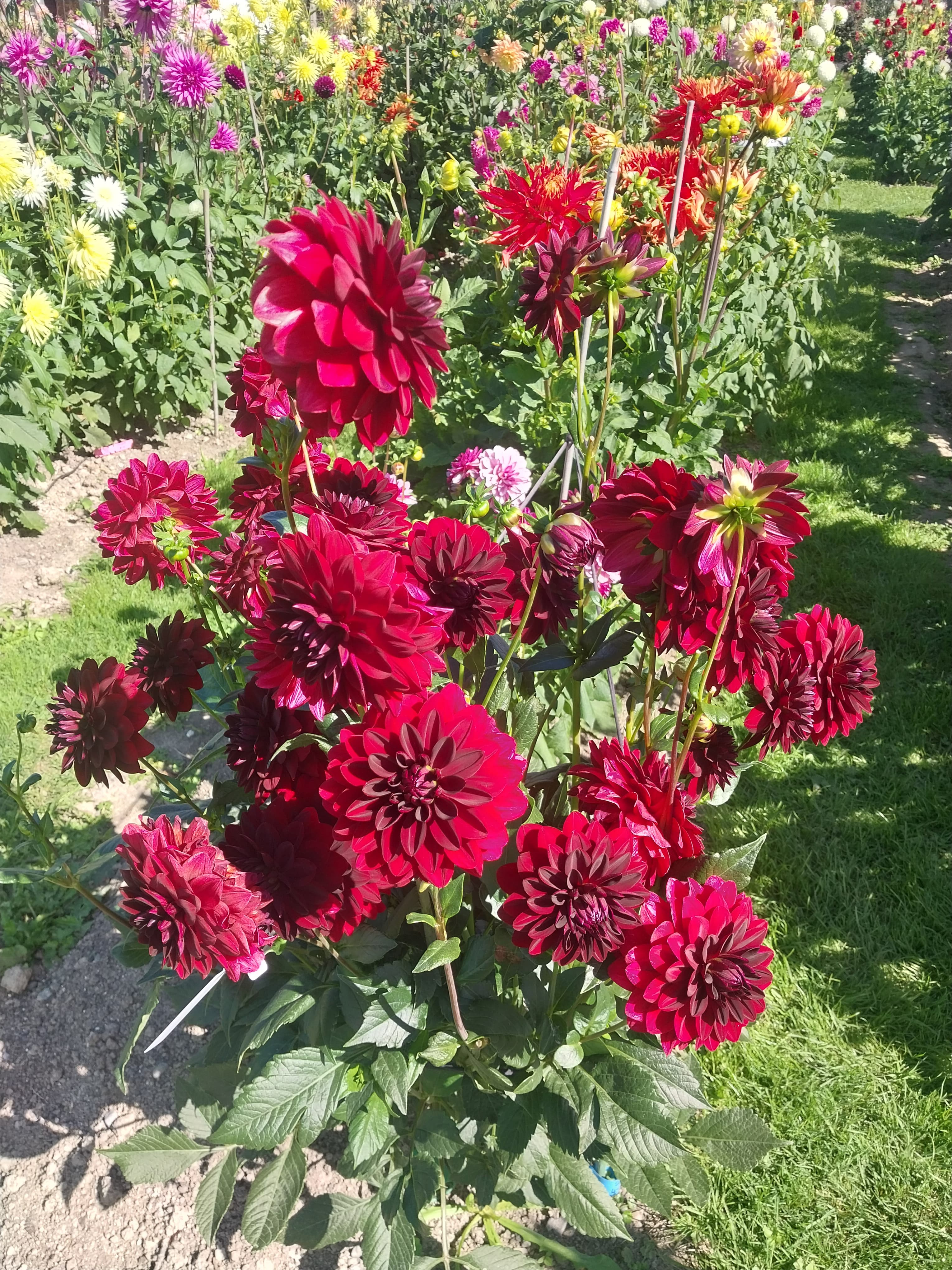 Arabian Night view 3