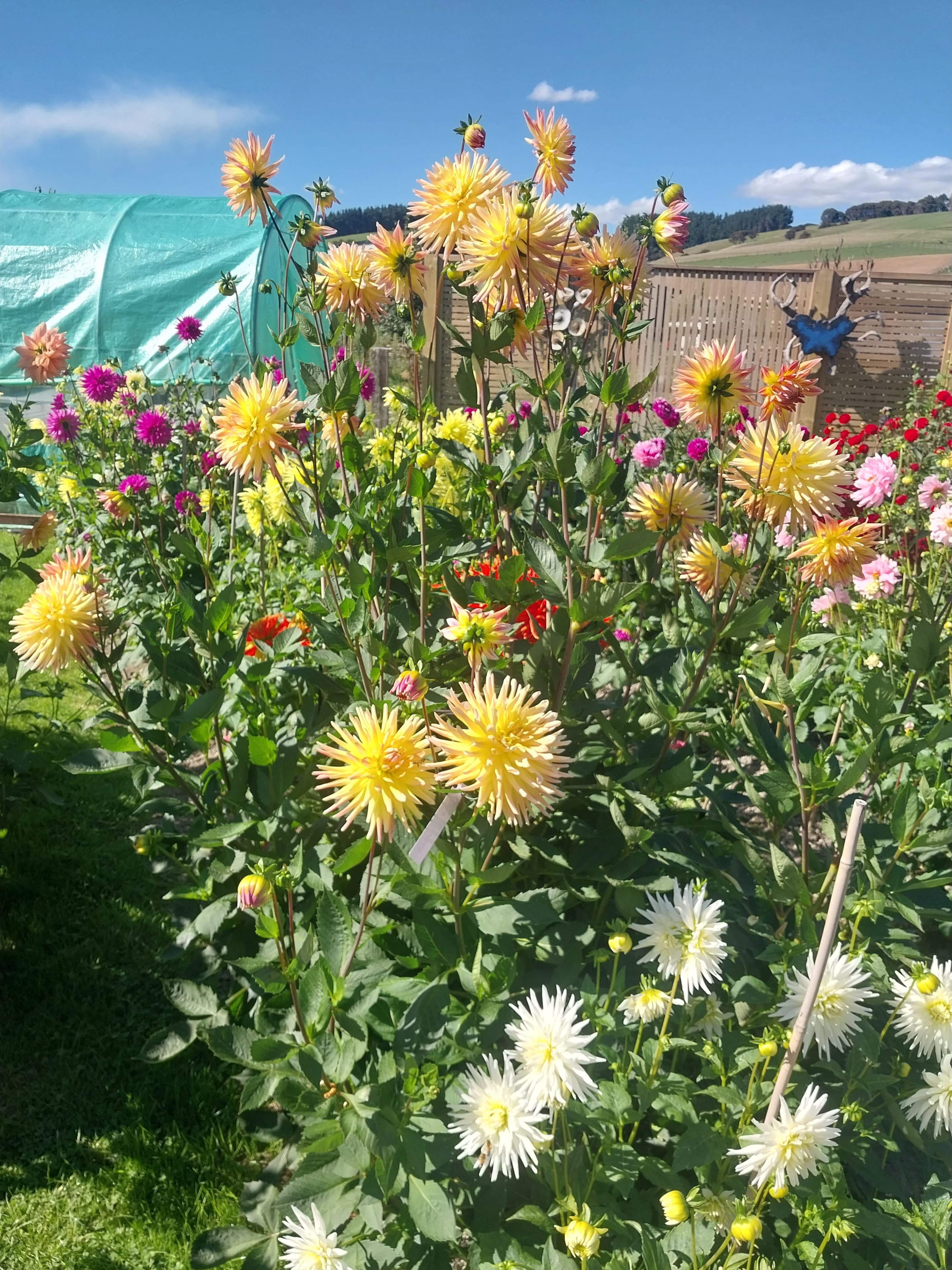 Cabana Banana view 3