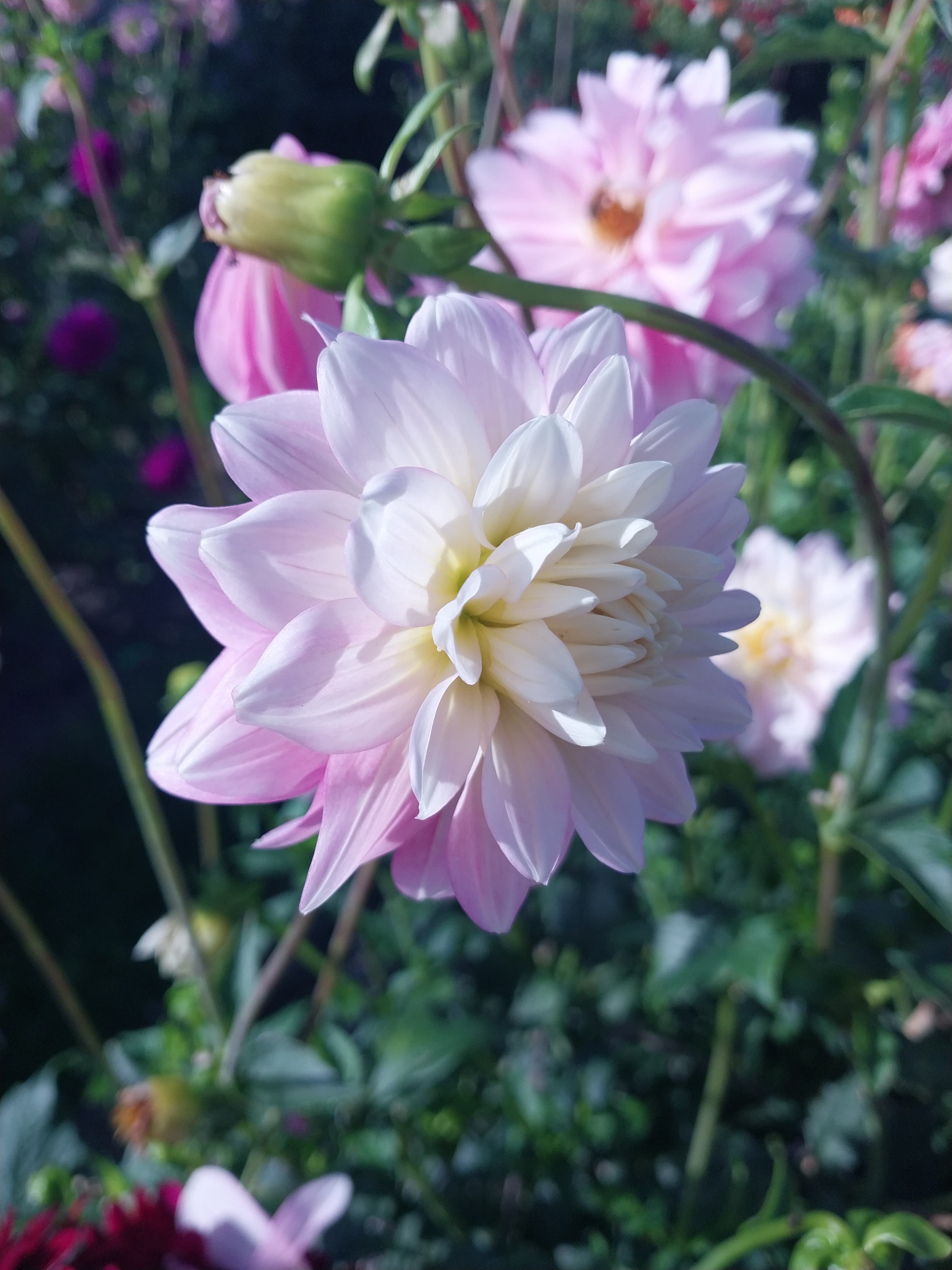 Chilsons Pride view 2