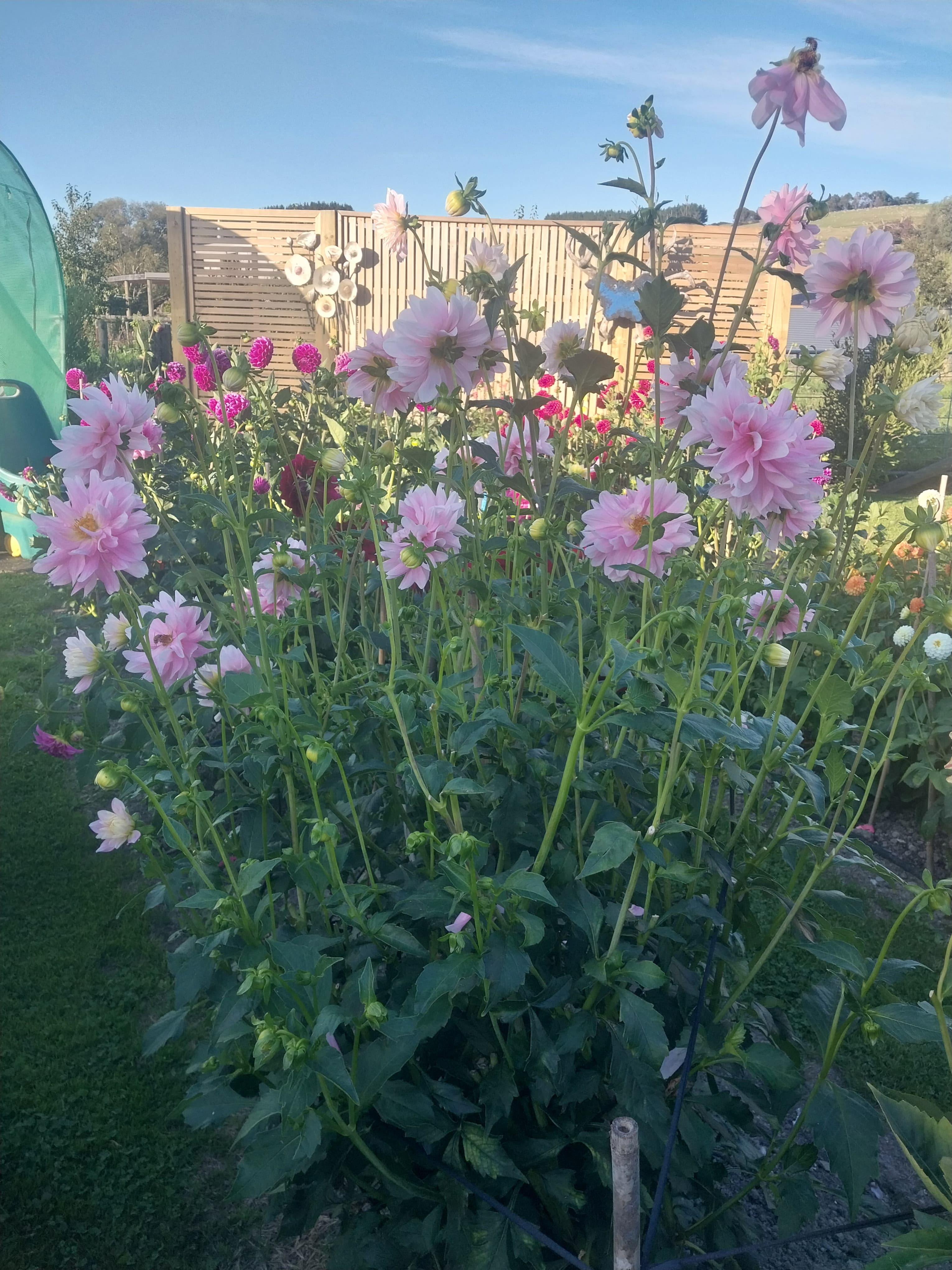 Chilsons Pride view 3