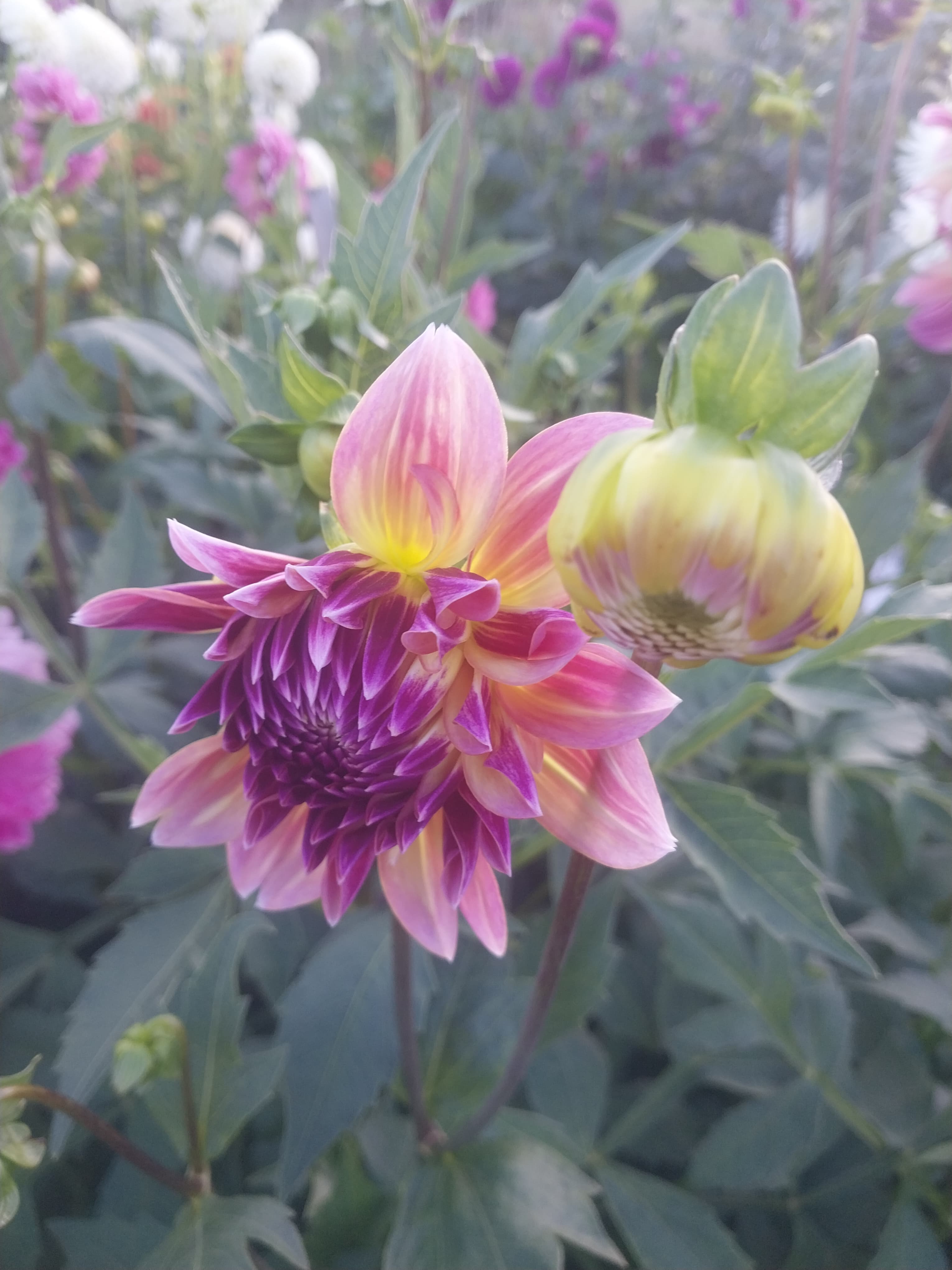 Caribbean Fantasy view 2