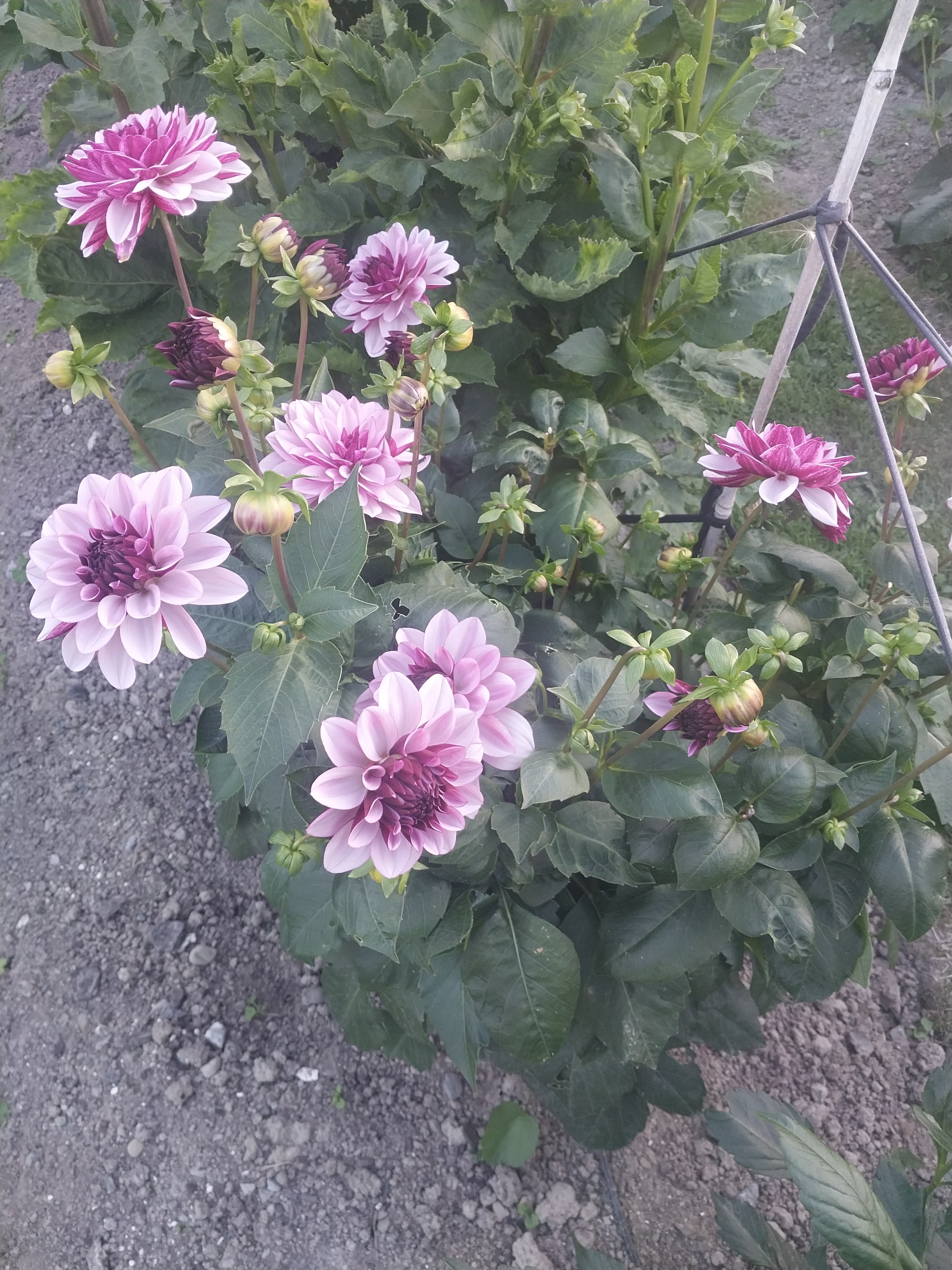 Creme de Cassis view 3