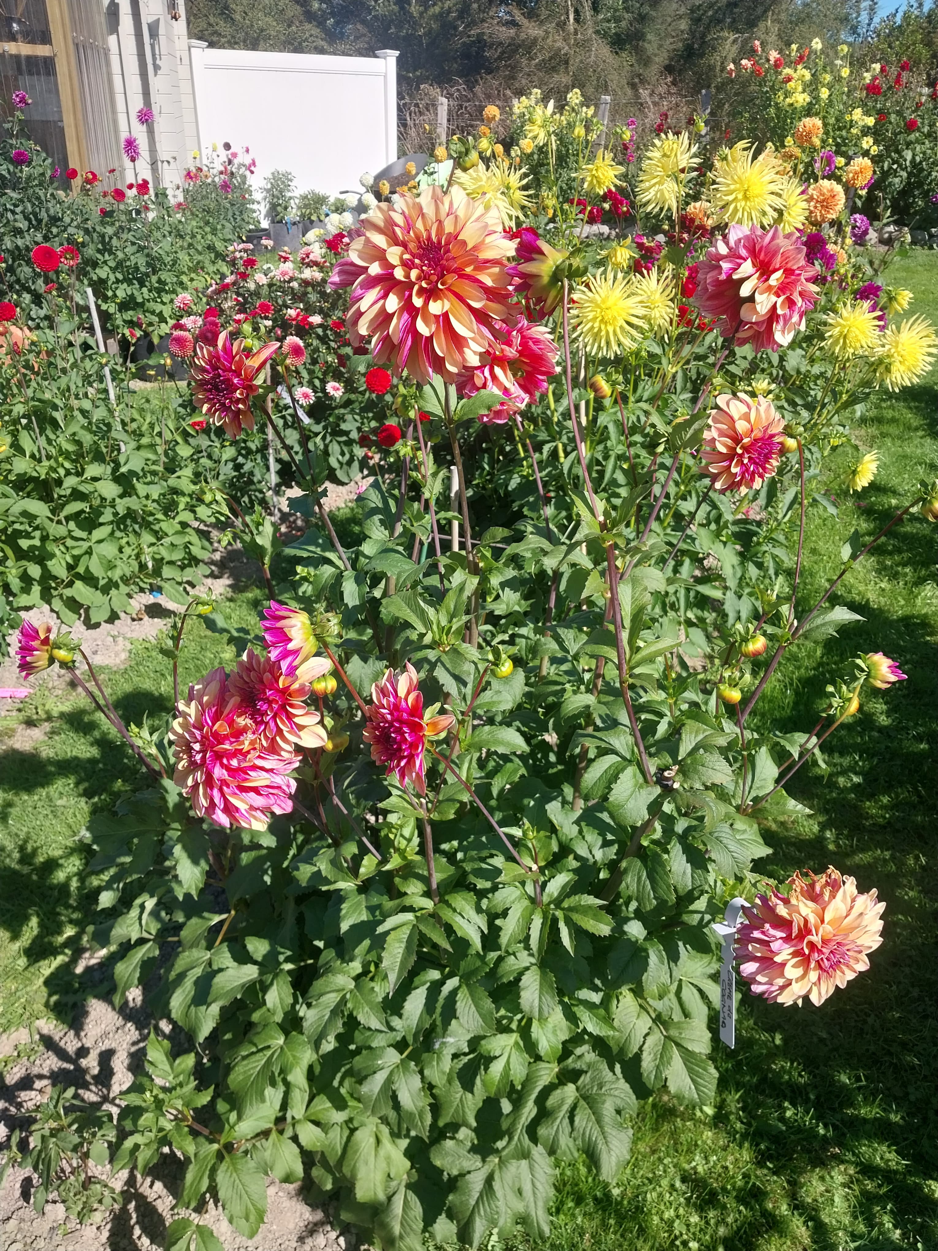 Creme de Cognac view 3