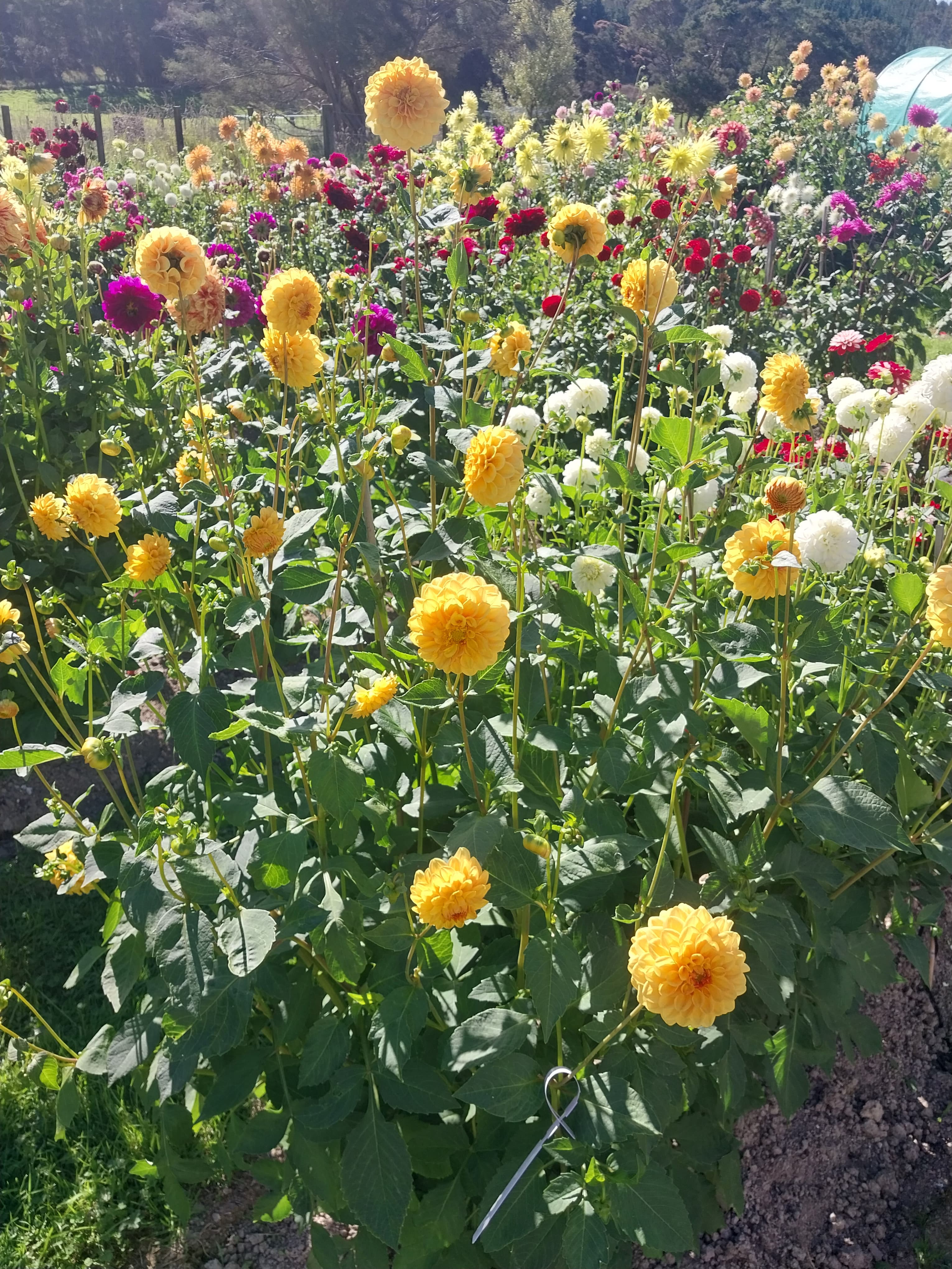 Golden Sceptre view 2