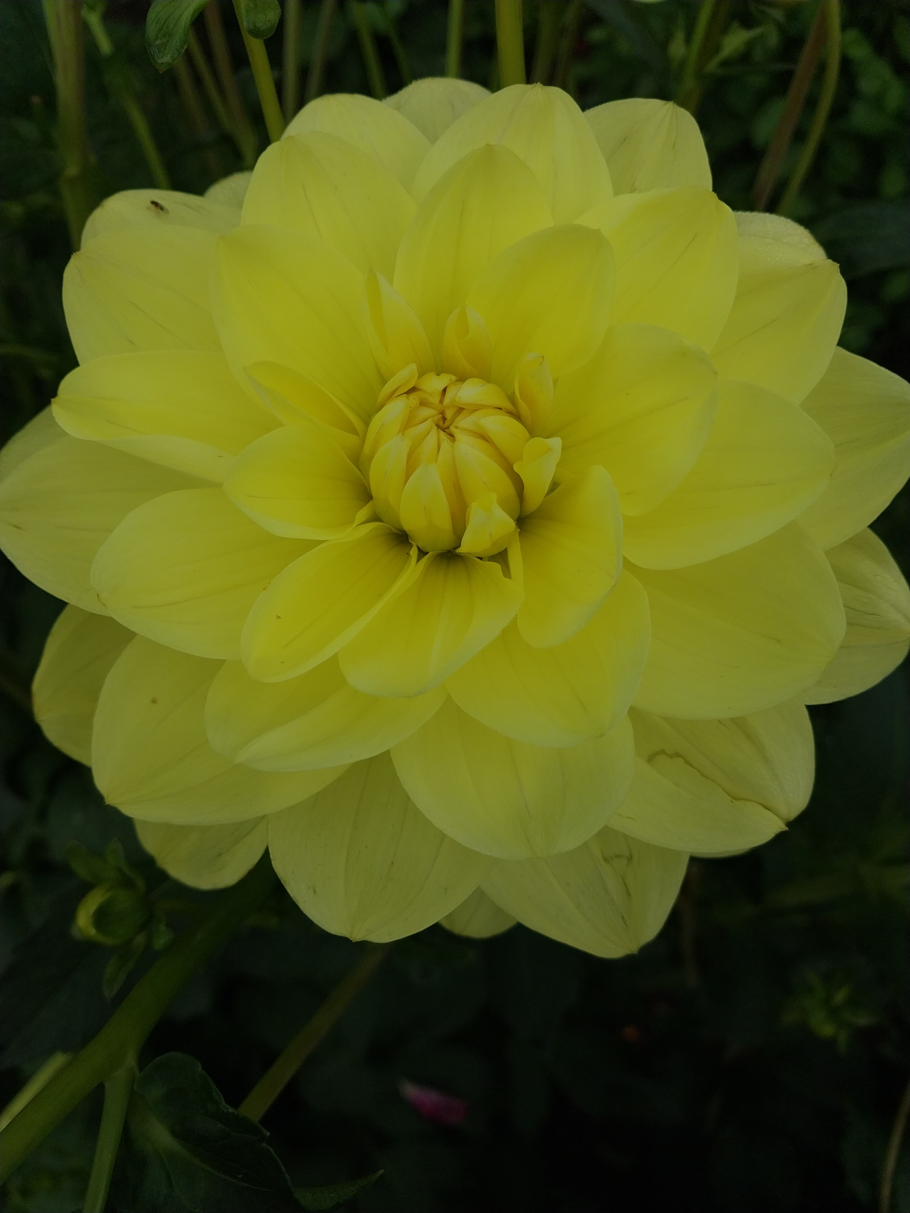 Glorie van Heemstede view 2