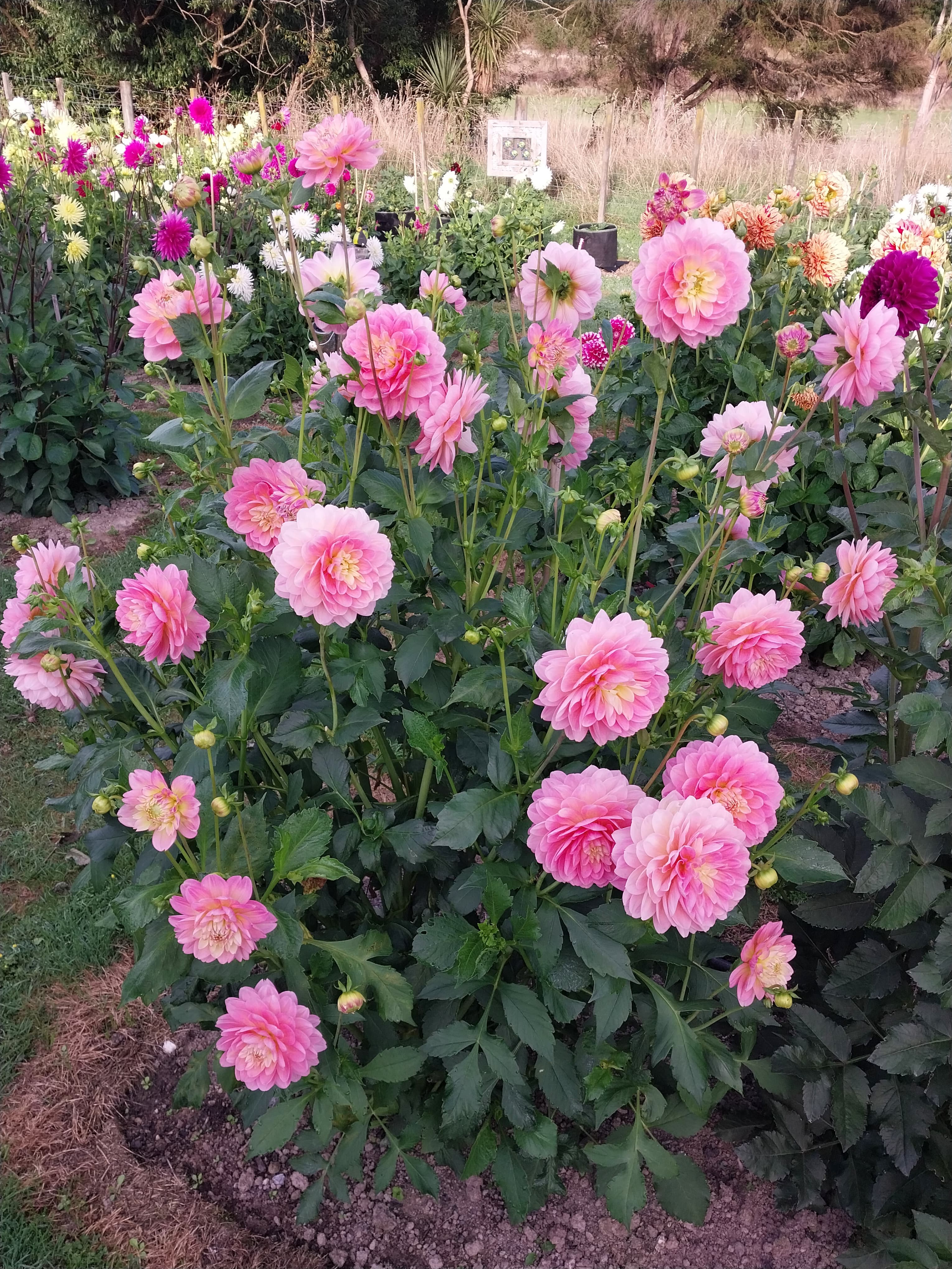 Rosemary Webb view 3