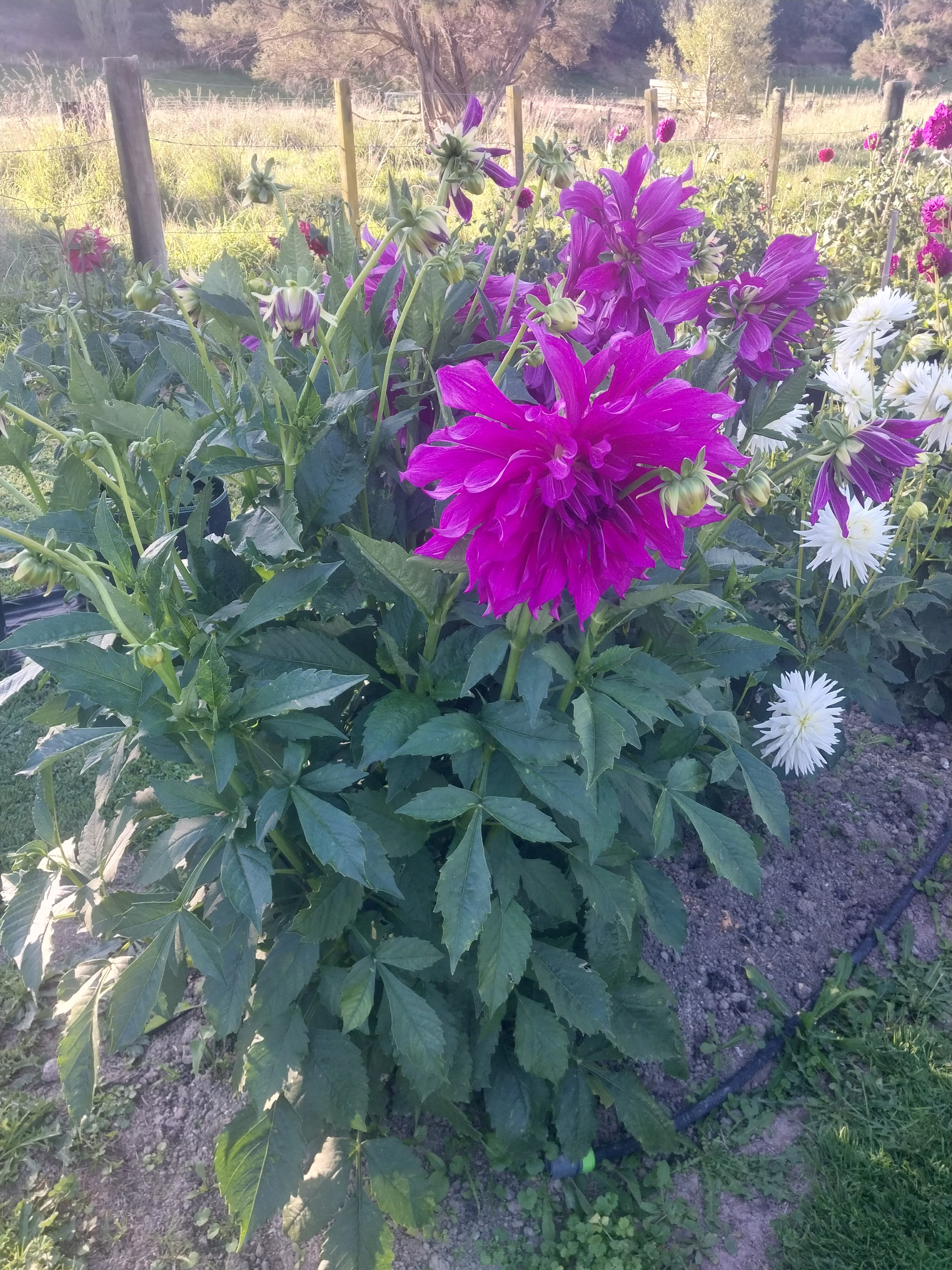 Purple Teiheijo view 2