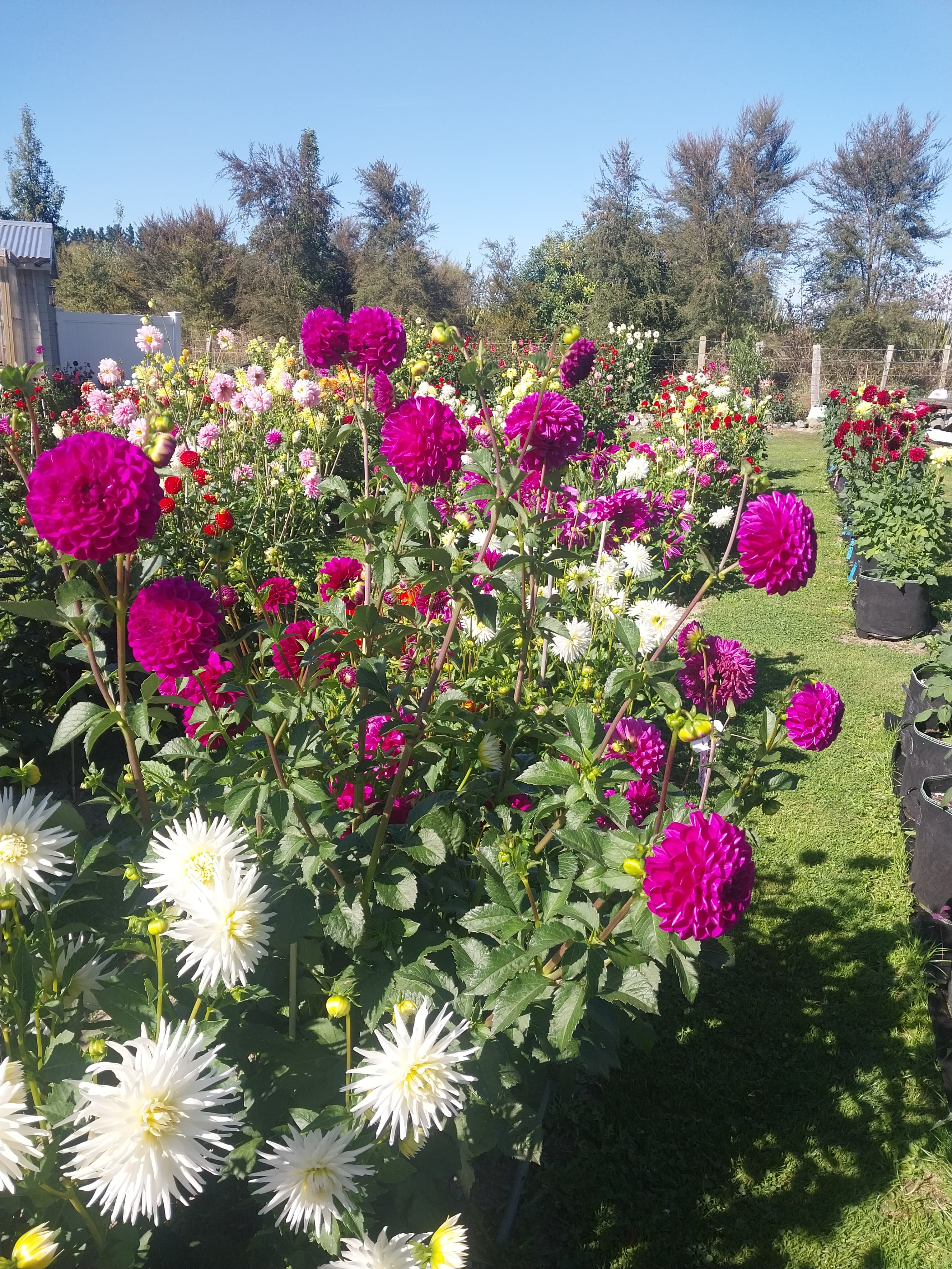 Sweet As "Phoebe S" view 3