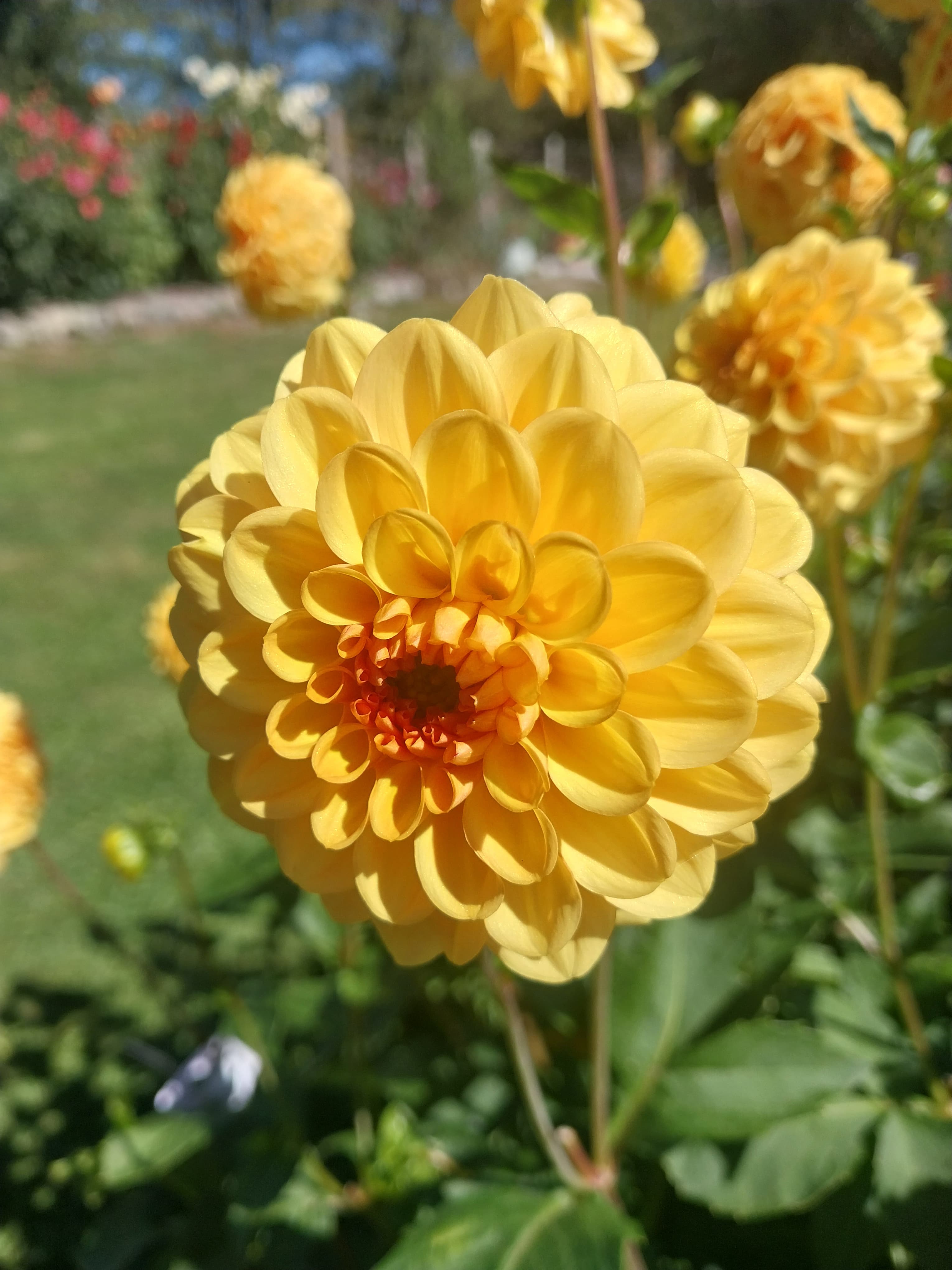 Golden Sceptre view 2