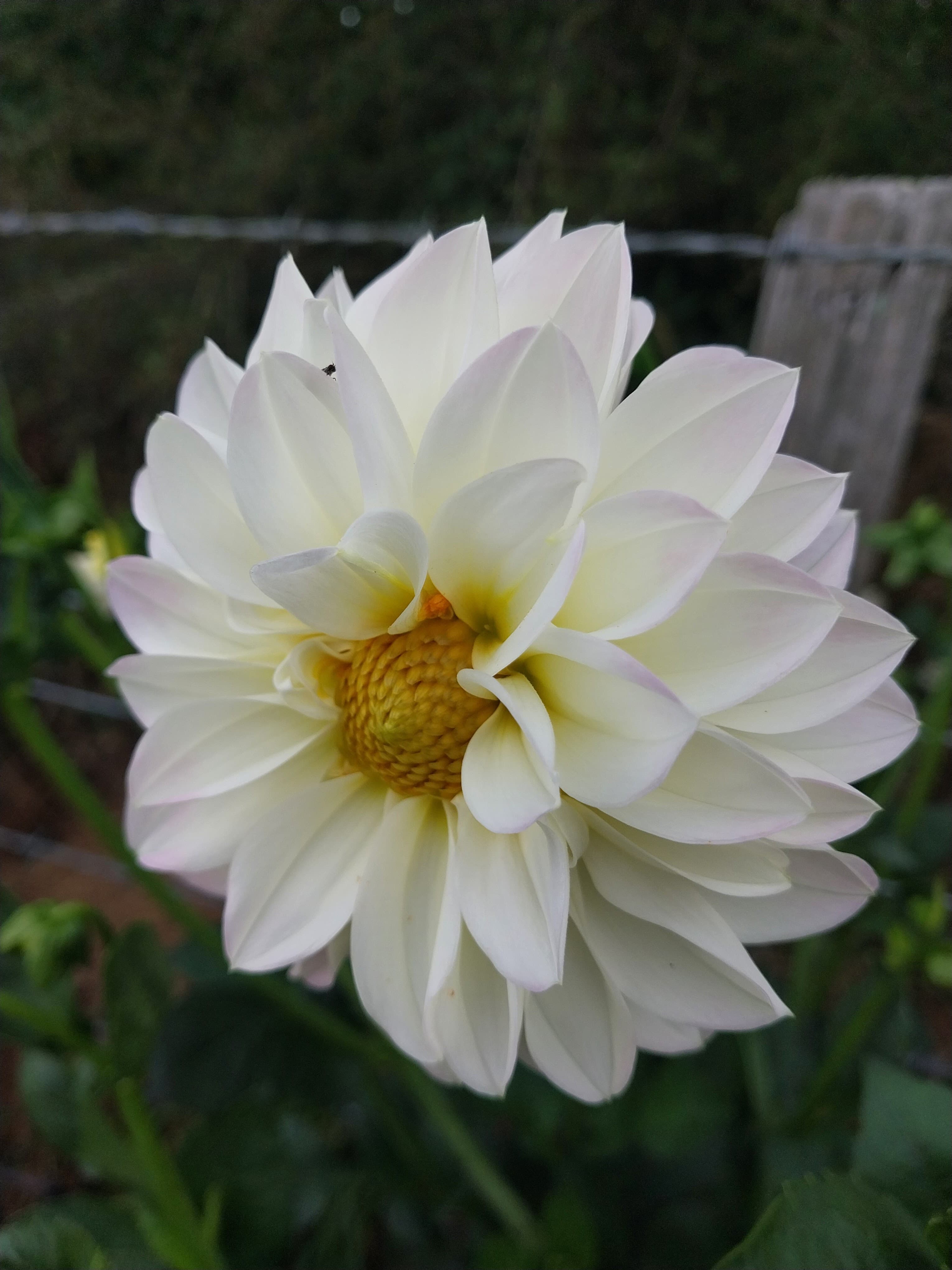 Sweet As "Jack J" view 2