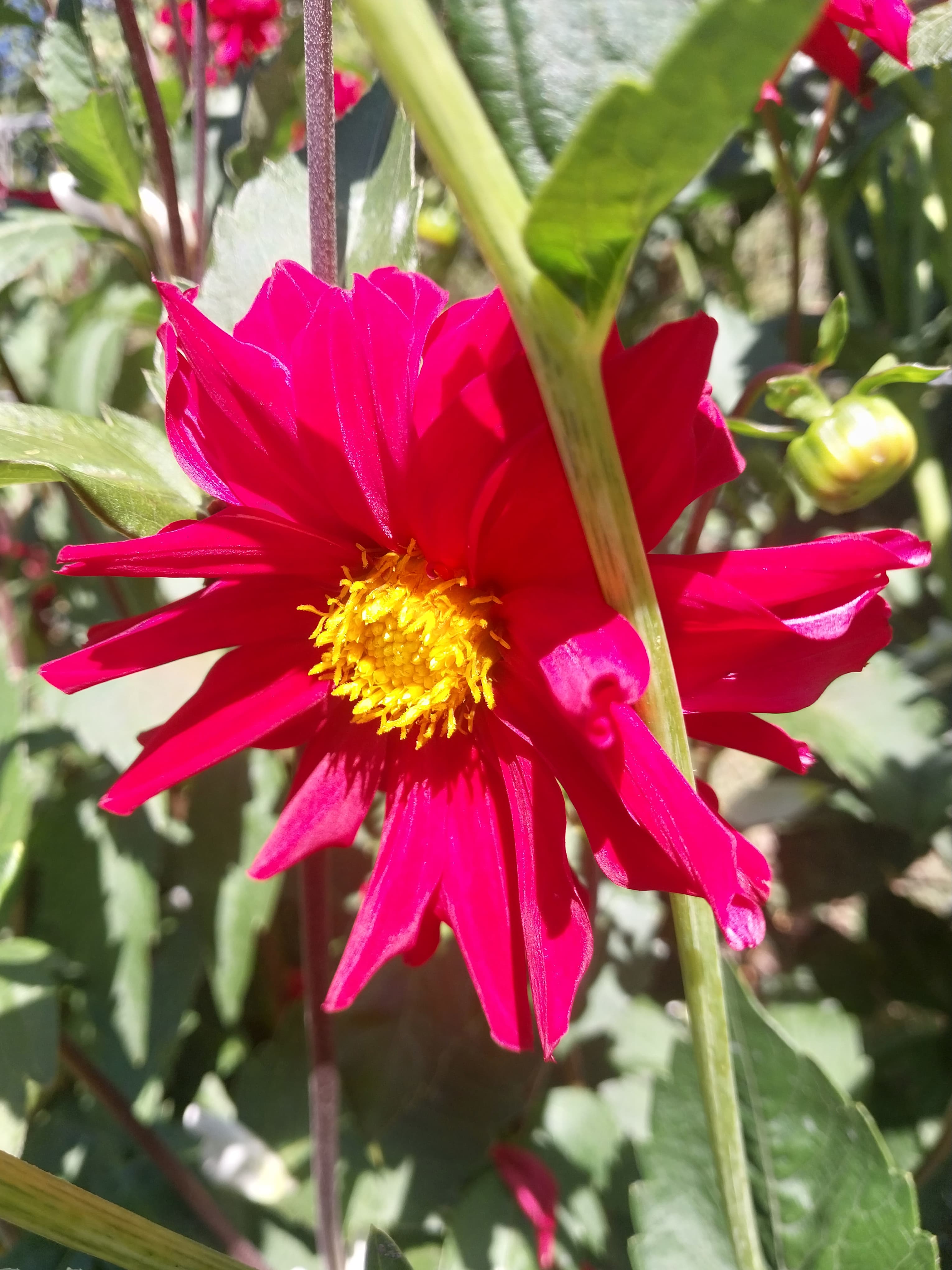 Sweet As "Lachie J" view 2