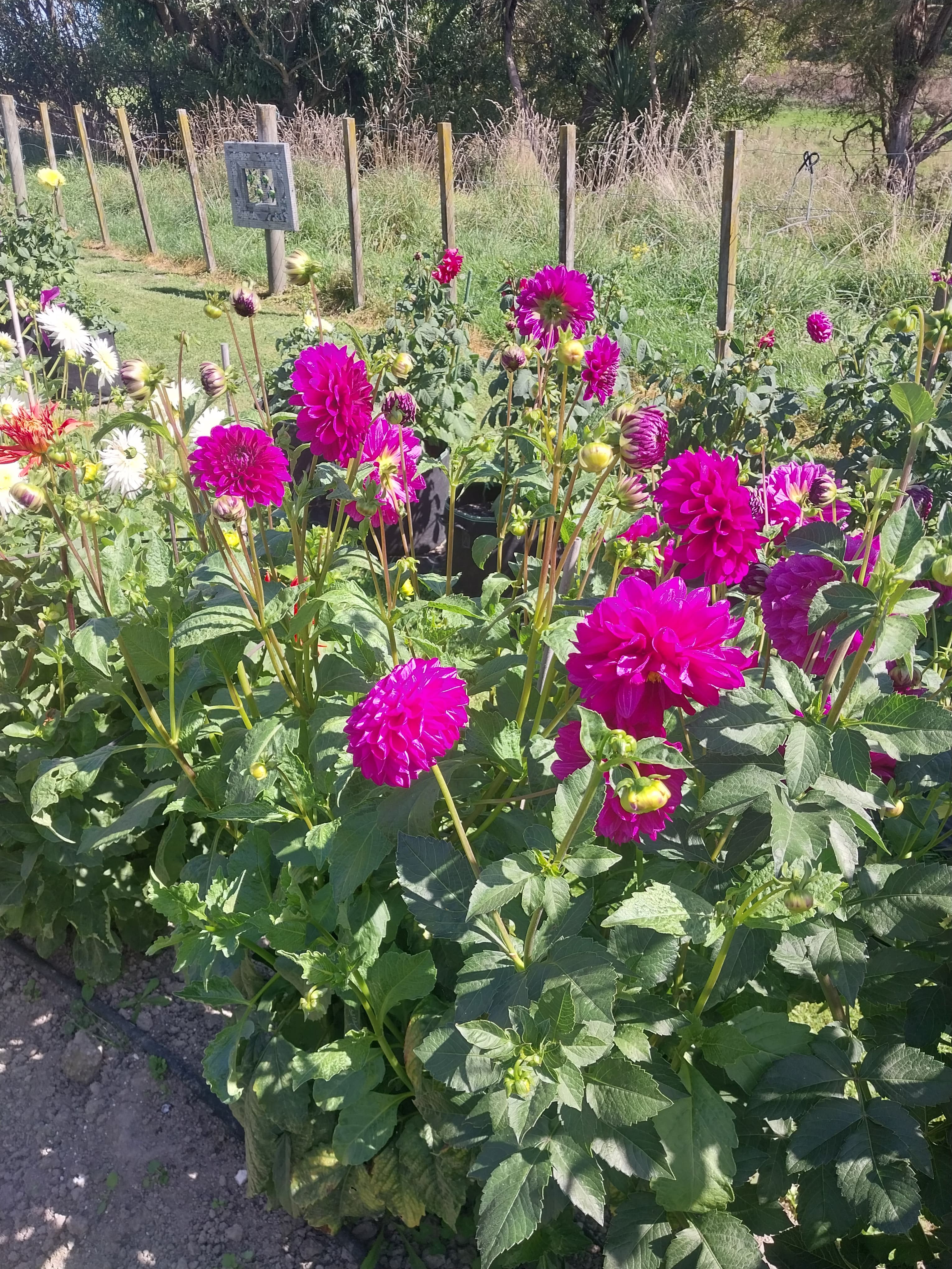 Mum's Invincible view 3