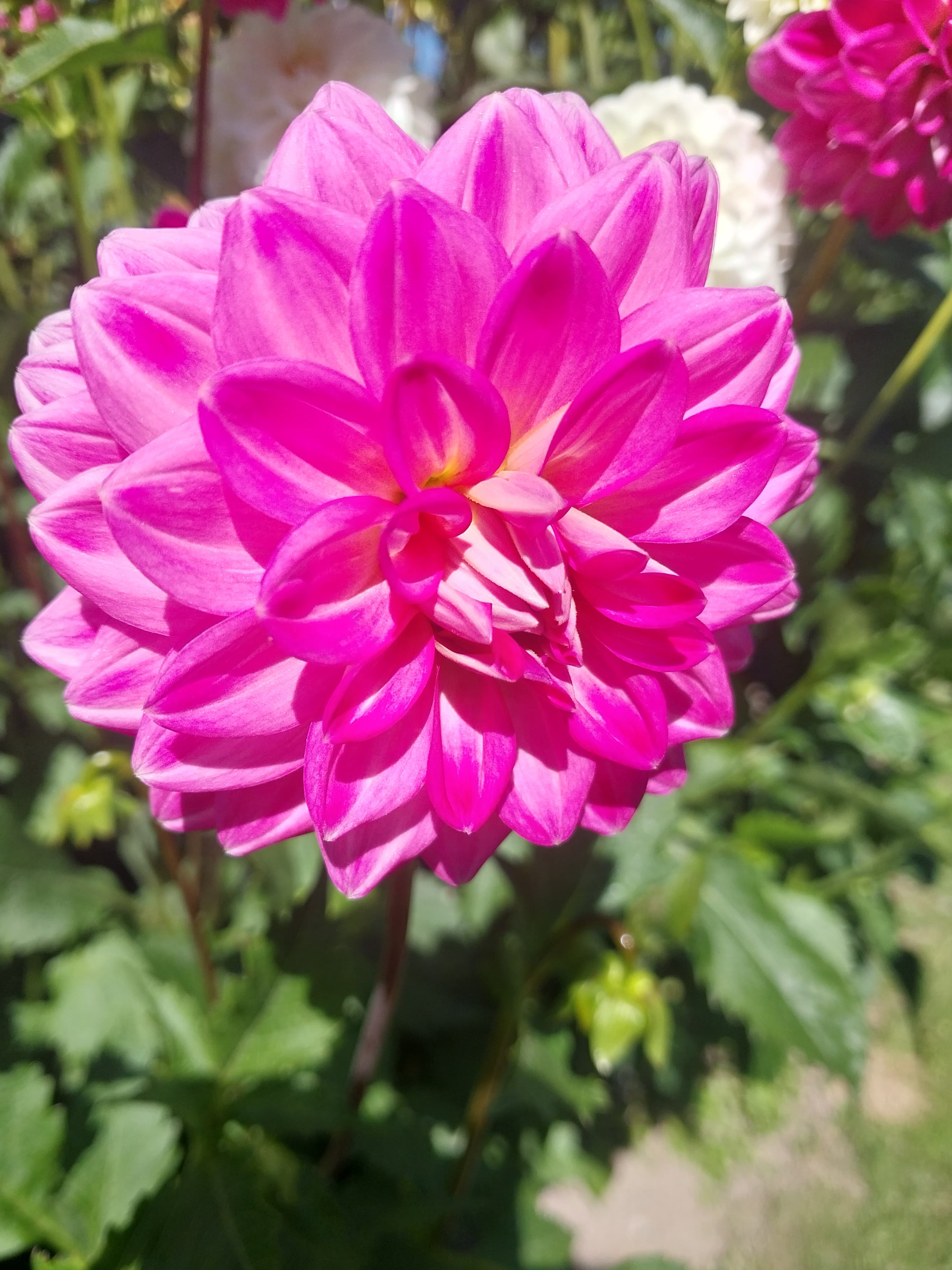 Sweet As "Pink Aura" view 2