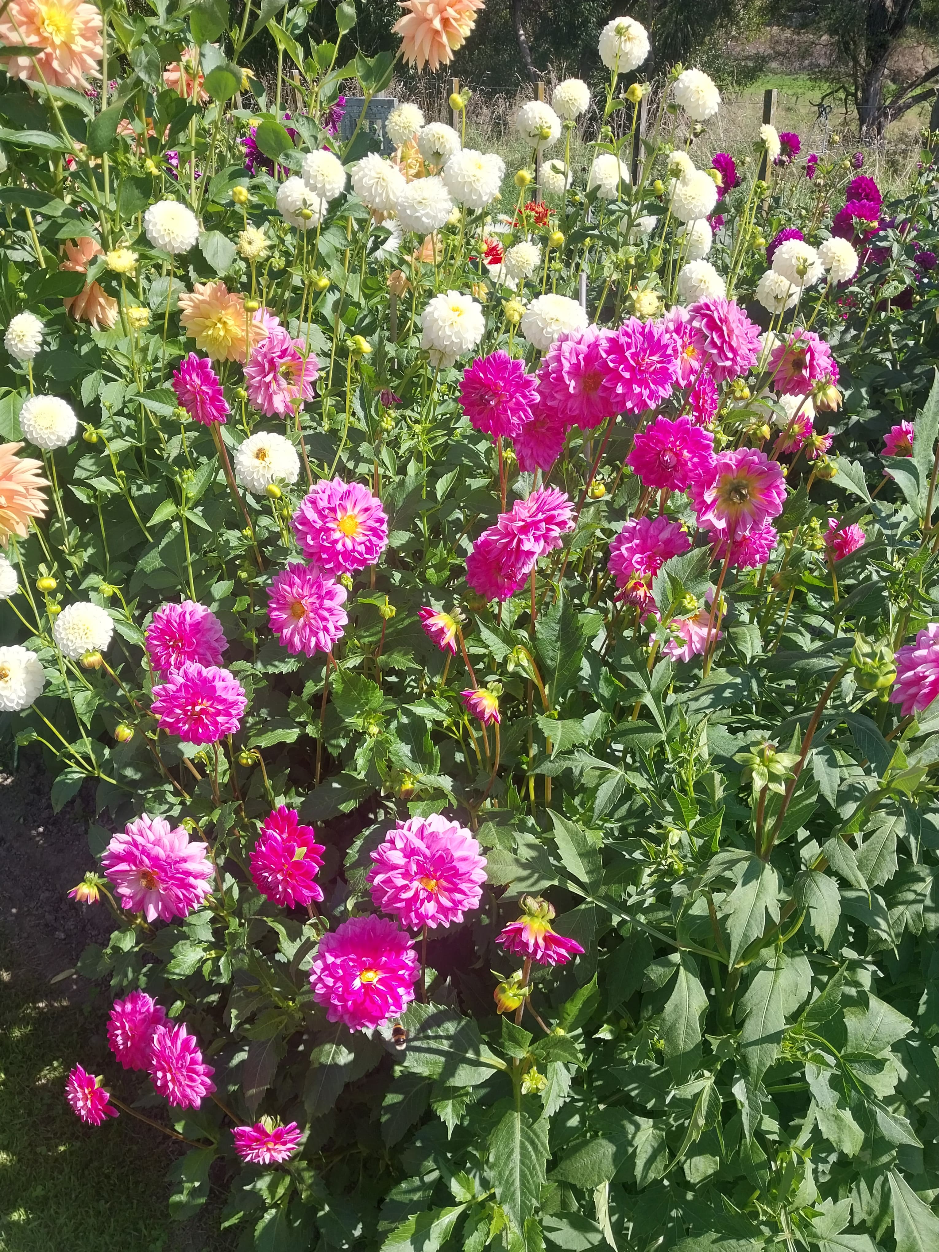 Sweet As "Pink Aura" view 3