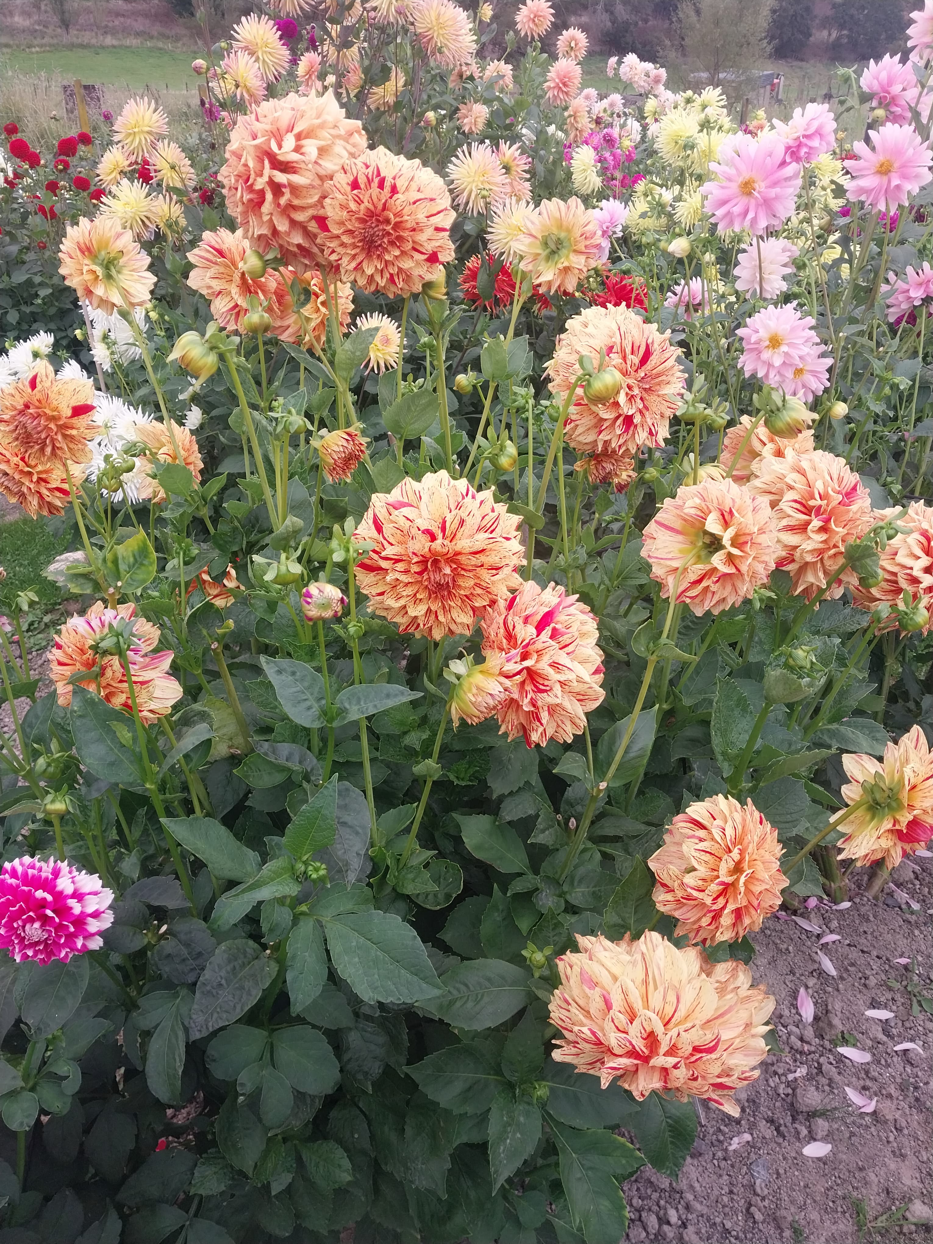 Painted Madam (aka Gloriosa) view 3