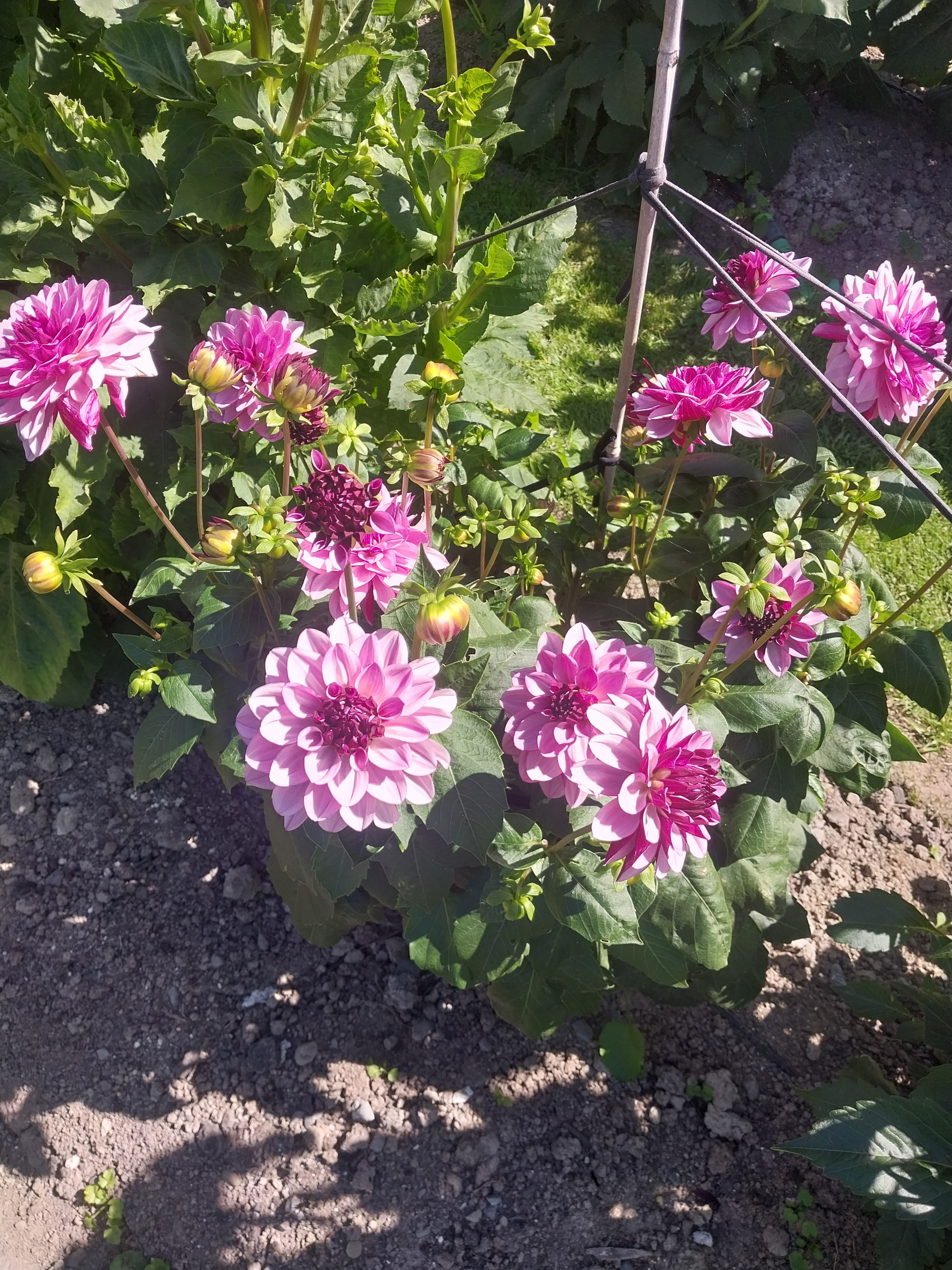 Creme de Cassis view 3