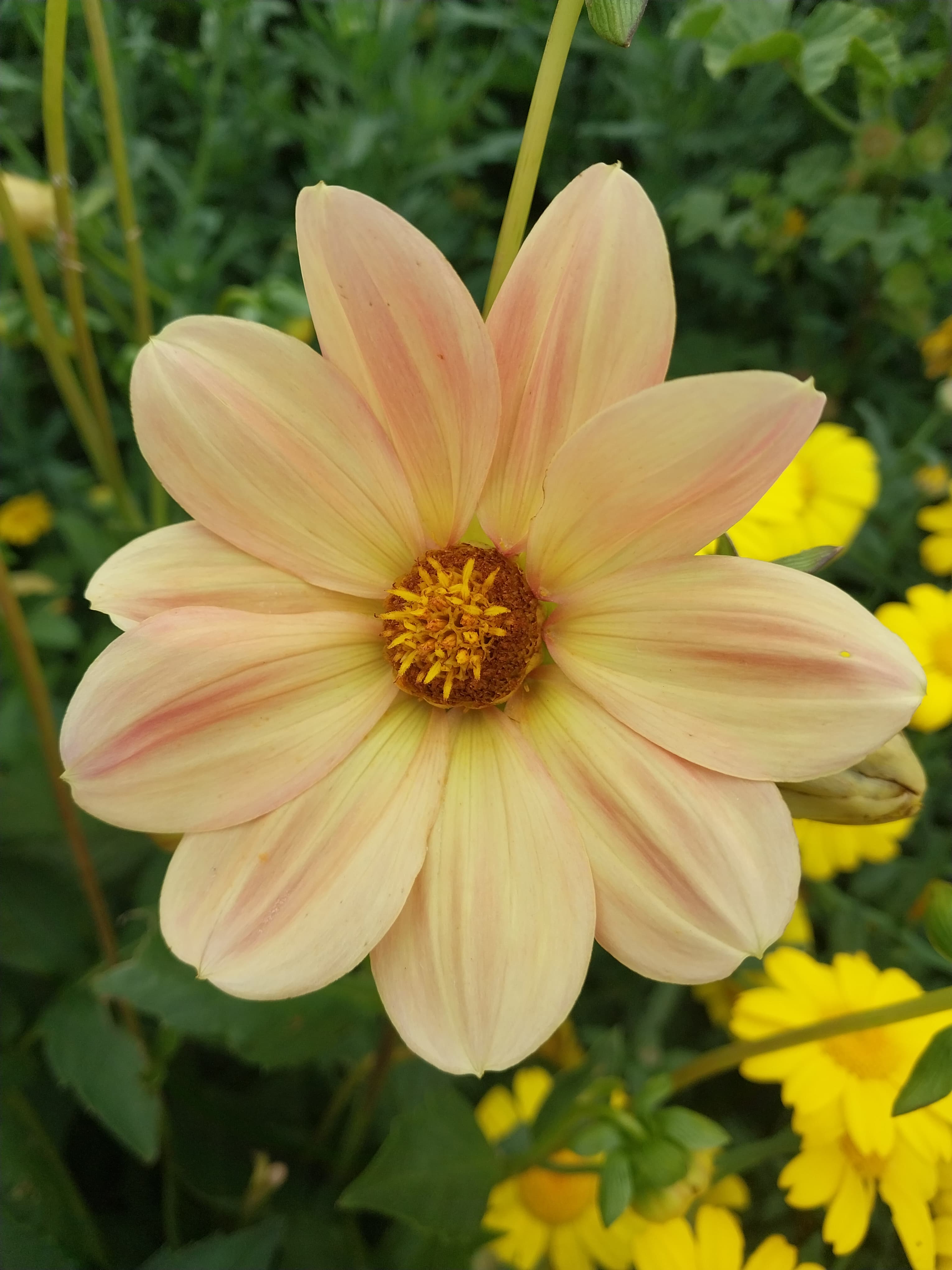 Soft Sunrise Glow view 3