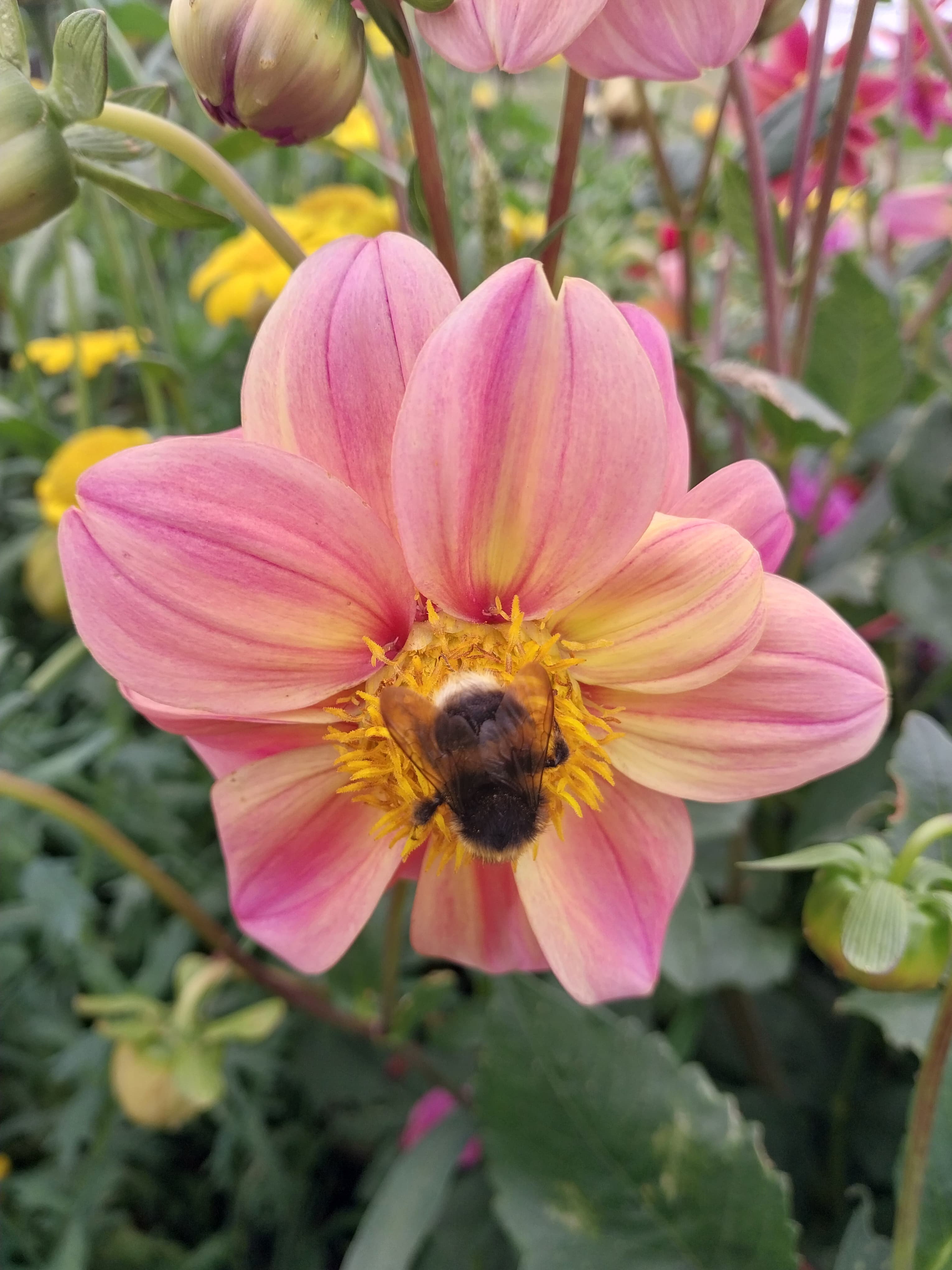 Sunrise Ripple view 2