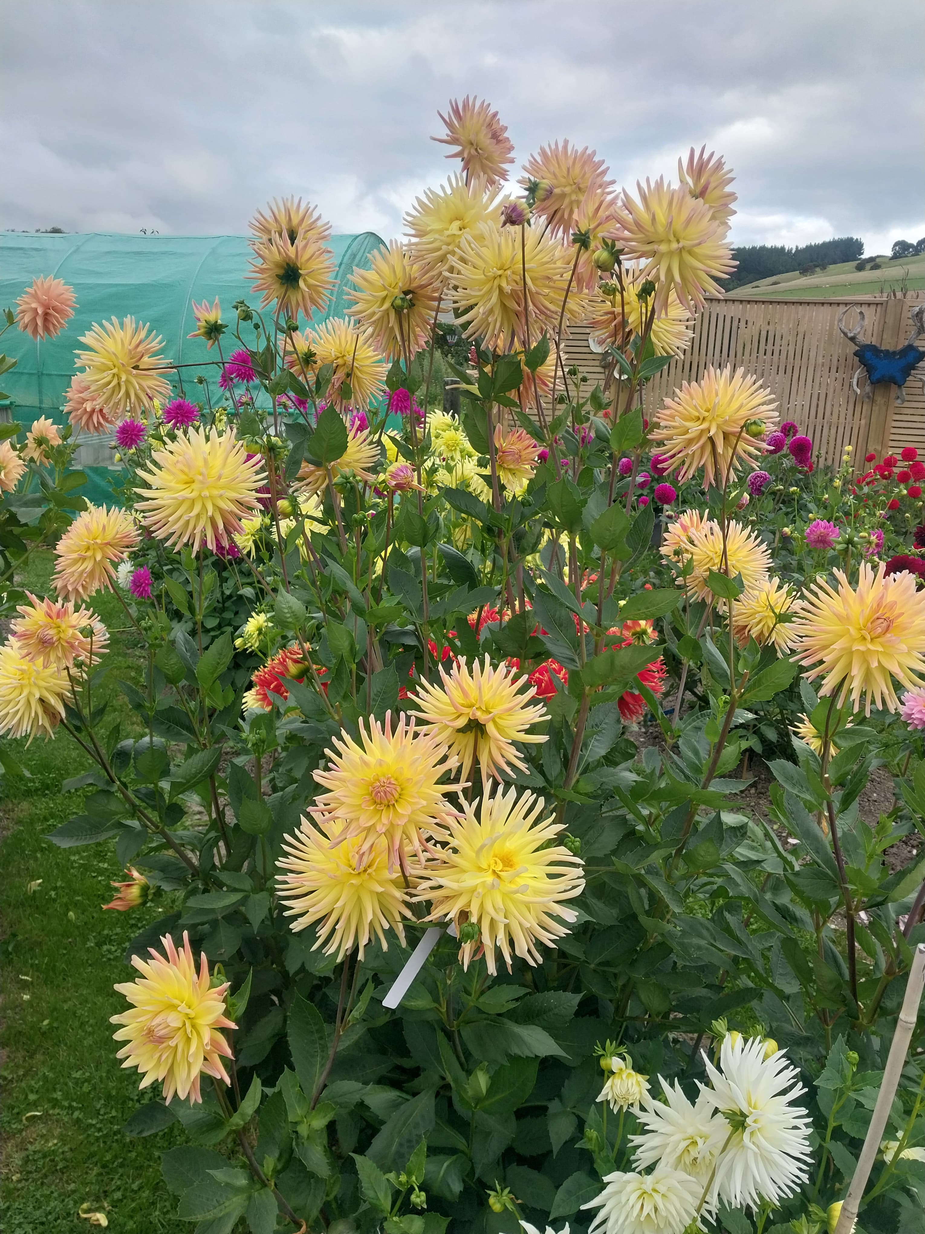 Cabana Banana view 3