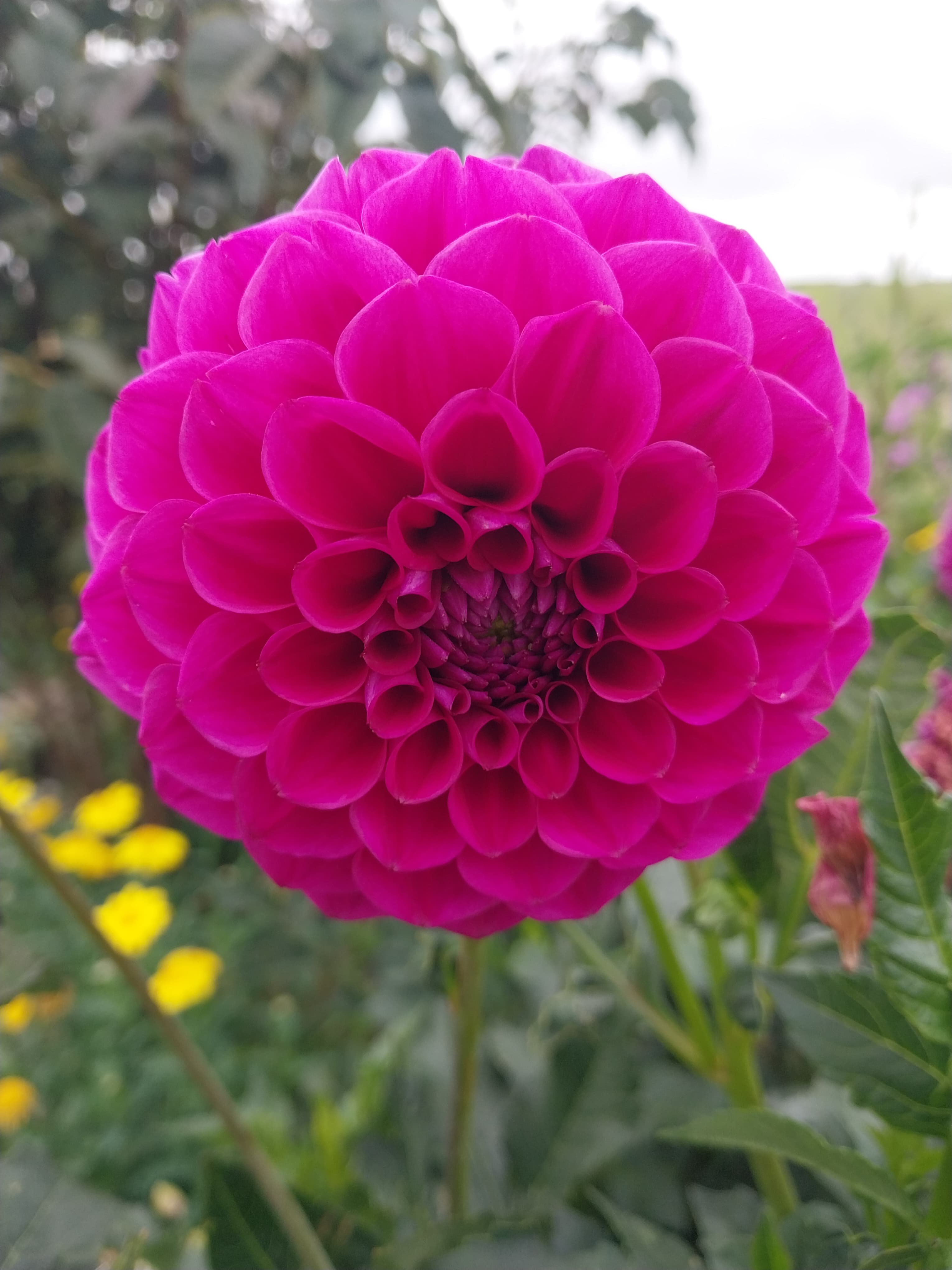 Sweet As "Purple Frost" view 2