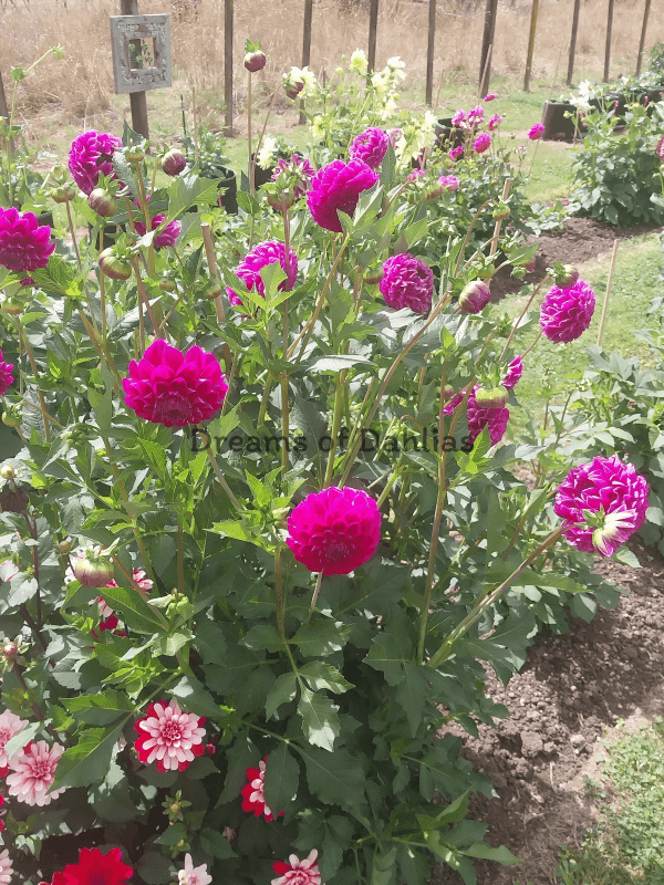 Sweet As "Purple Frost" view 3