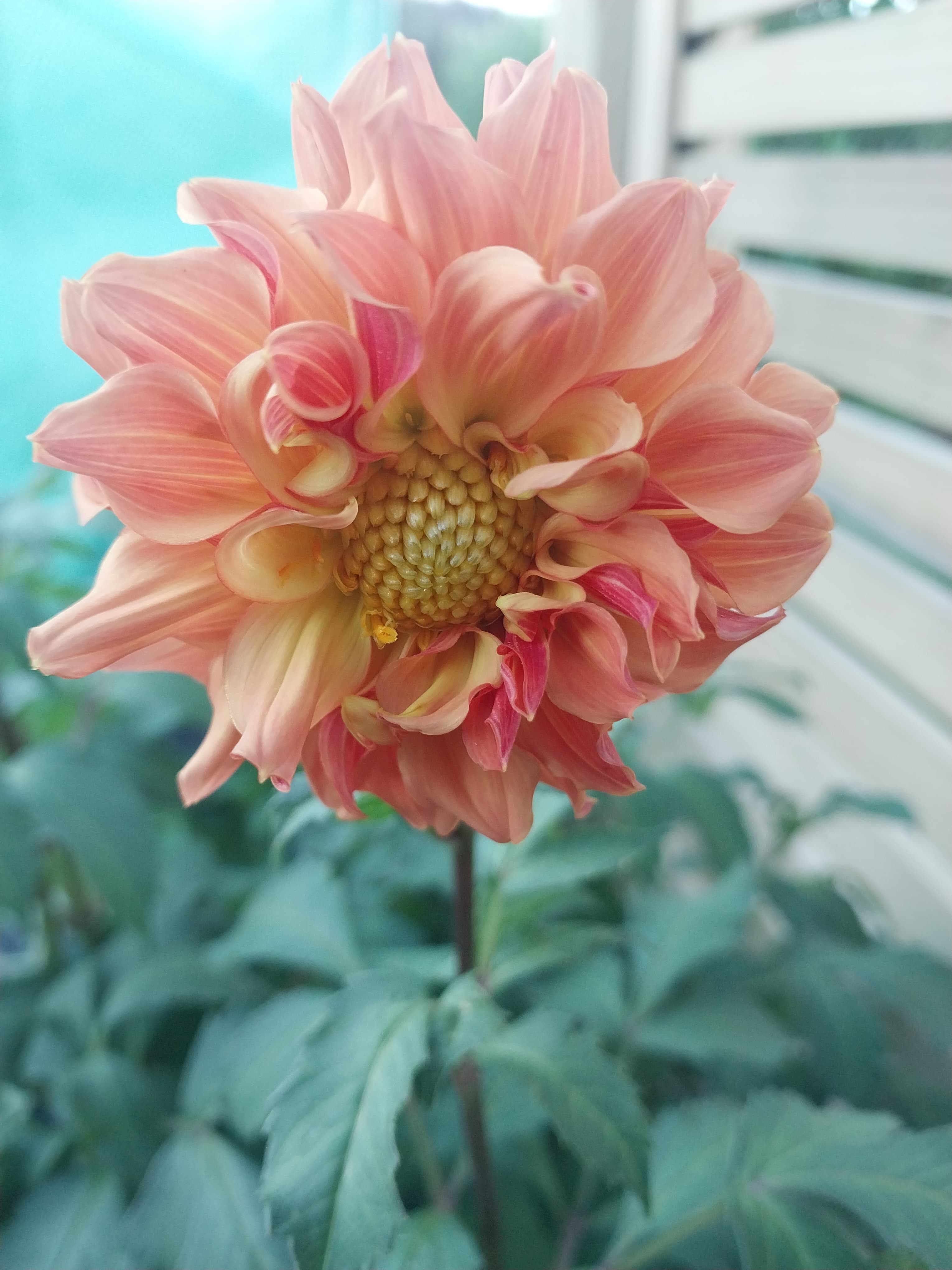 Nectar Sunrise view 2