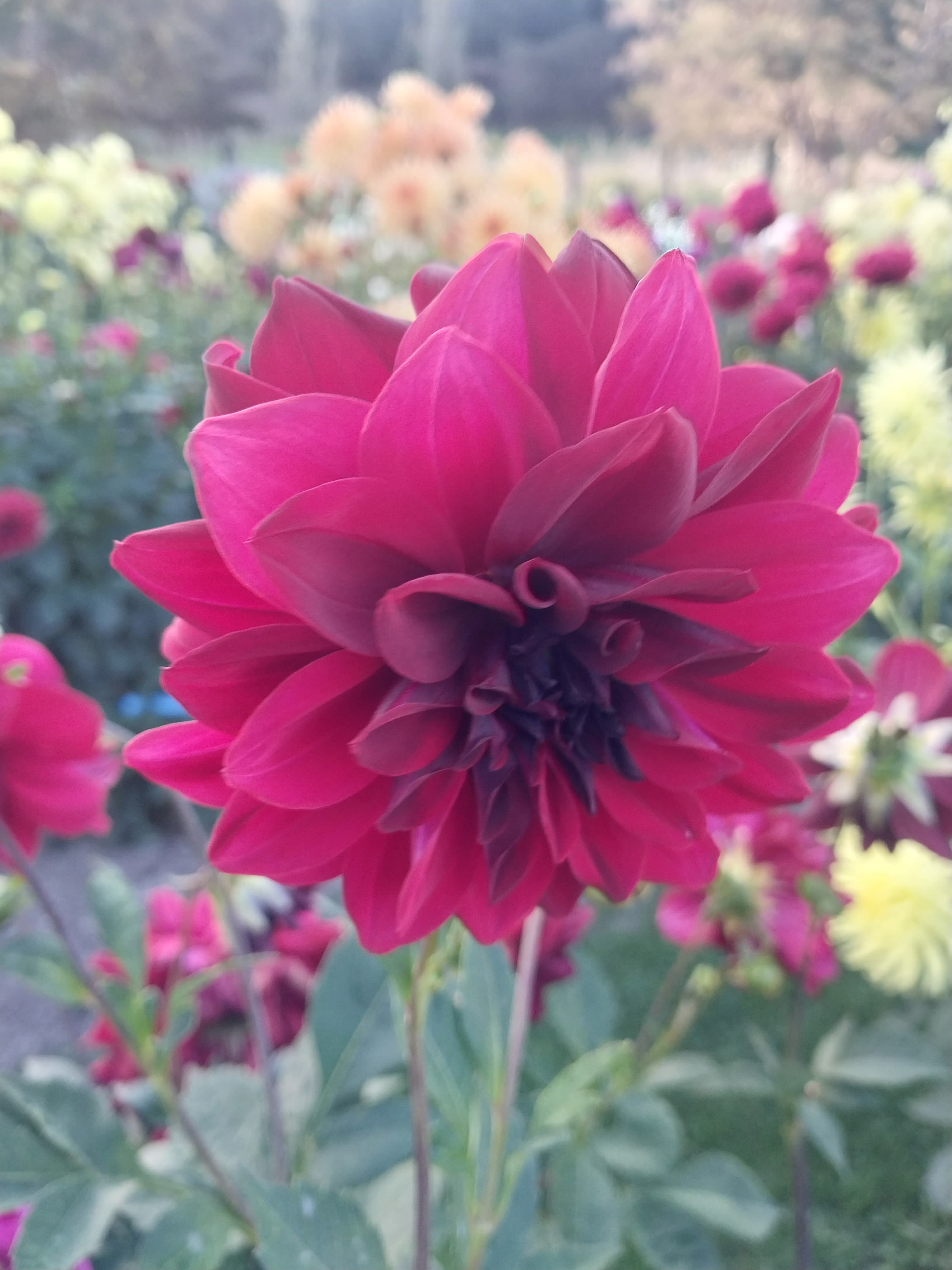 Sweet As "Ruby Eclipse" view 2