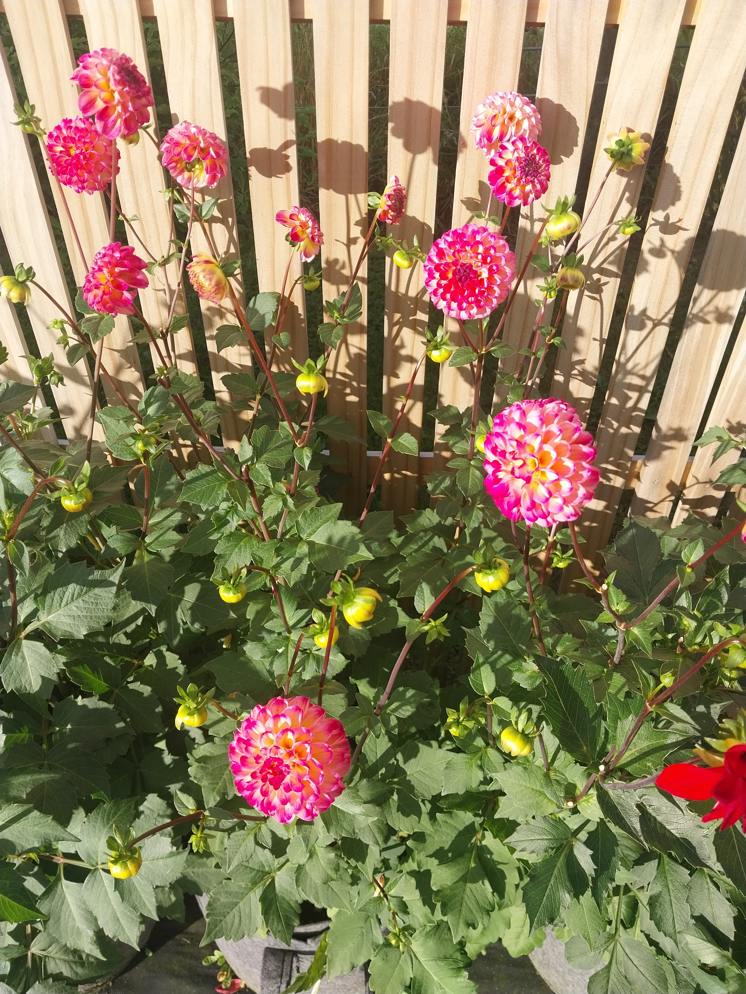 Sweet As "Charli R" view 3