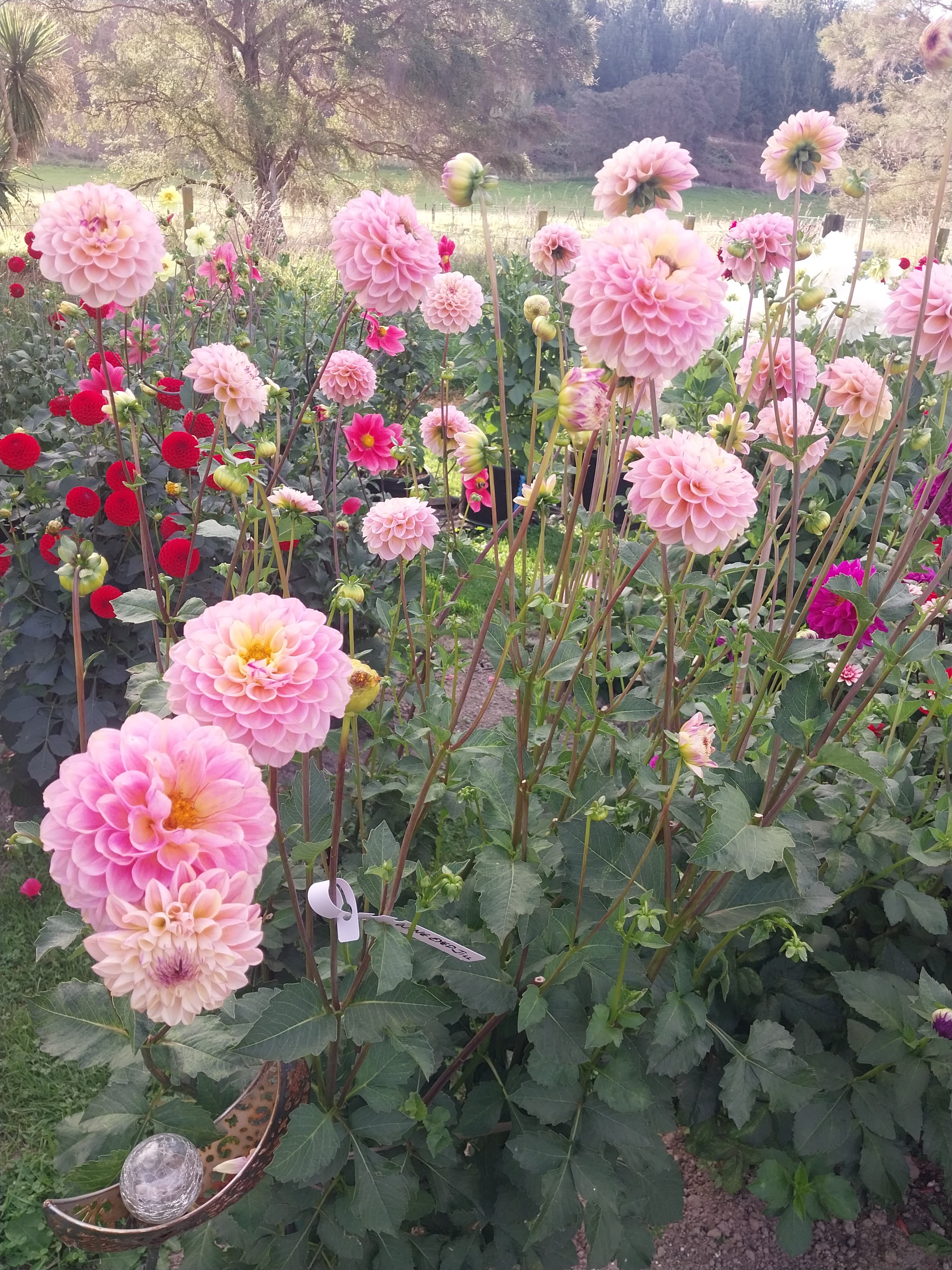 Wine Eyed Jill view 3