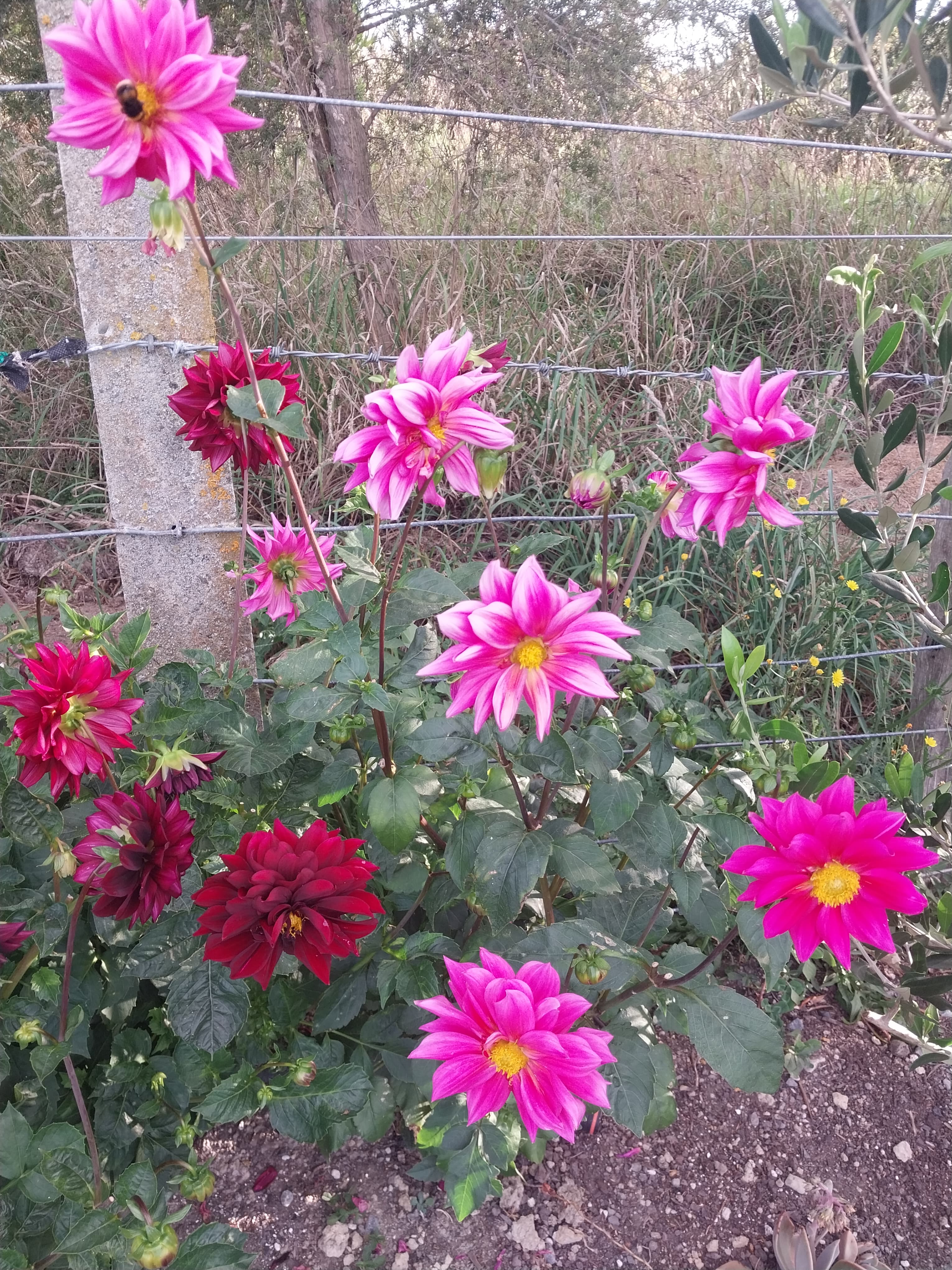 Sweet As "Candyfloss" view 3