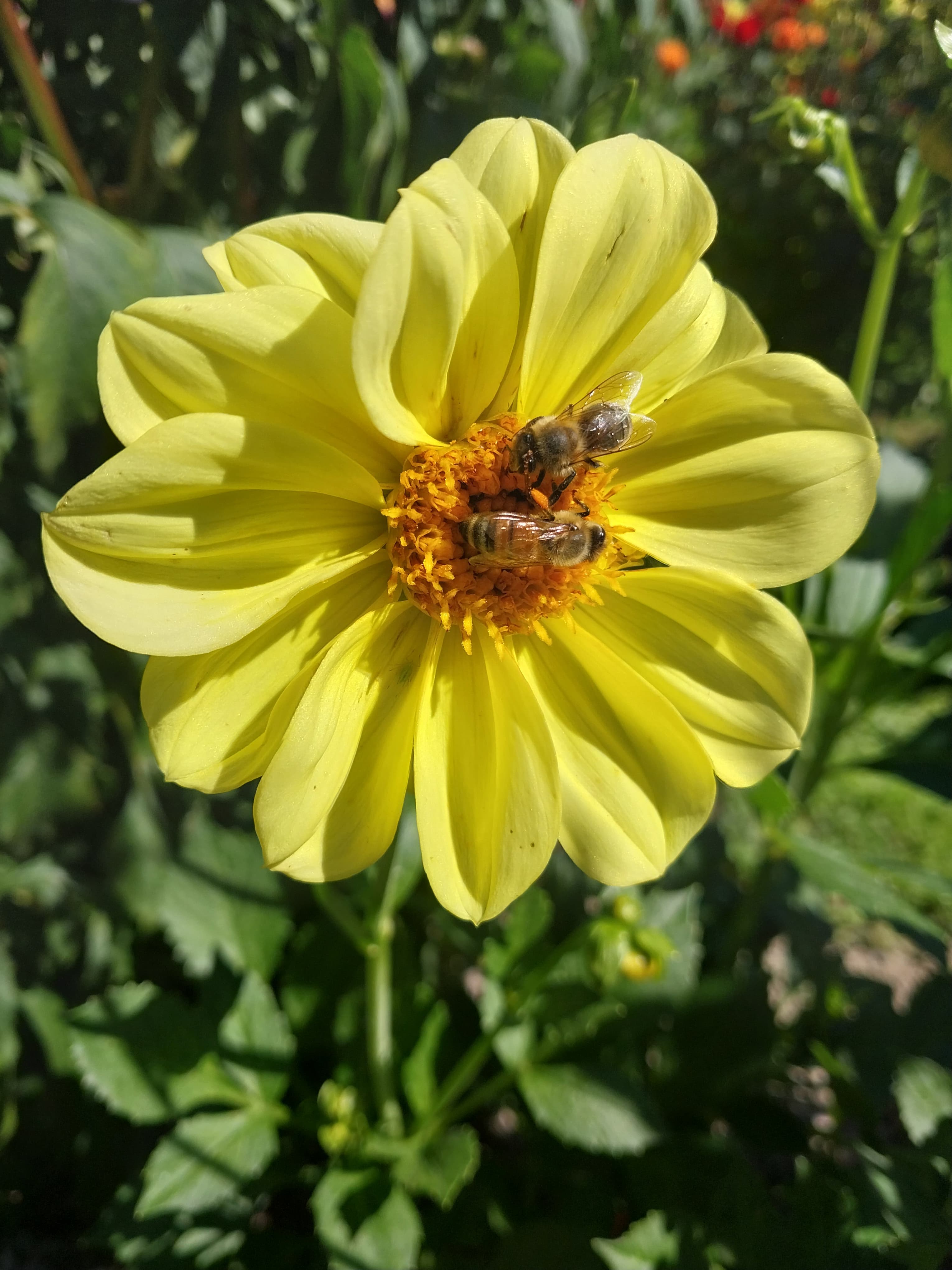 Sweet As "Benji G" view 2