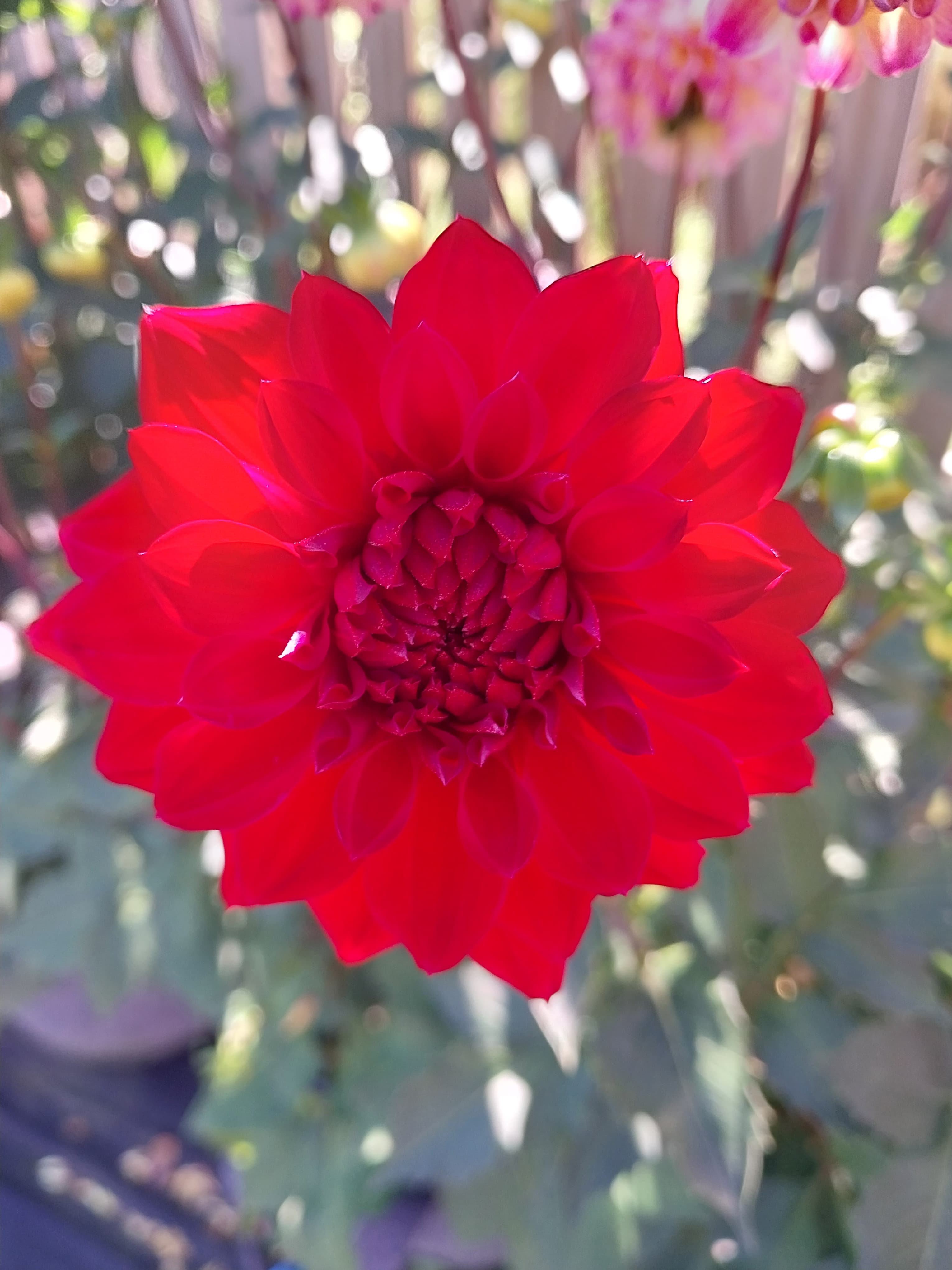 Sweet As "Flameburst"