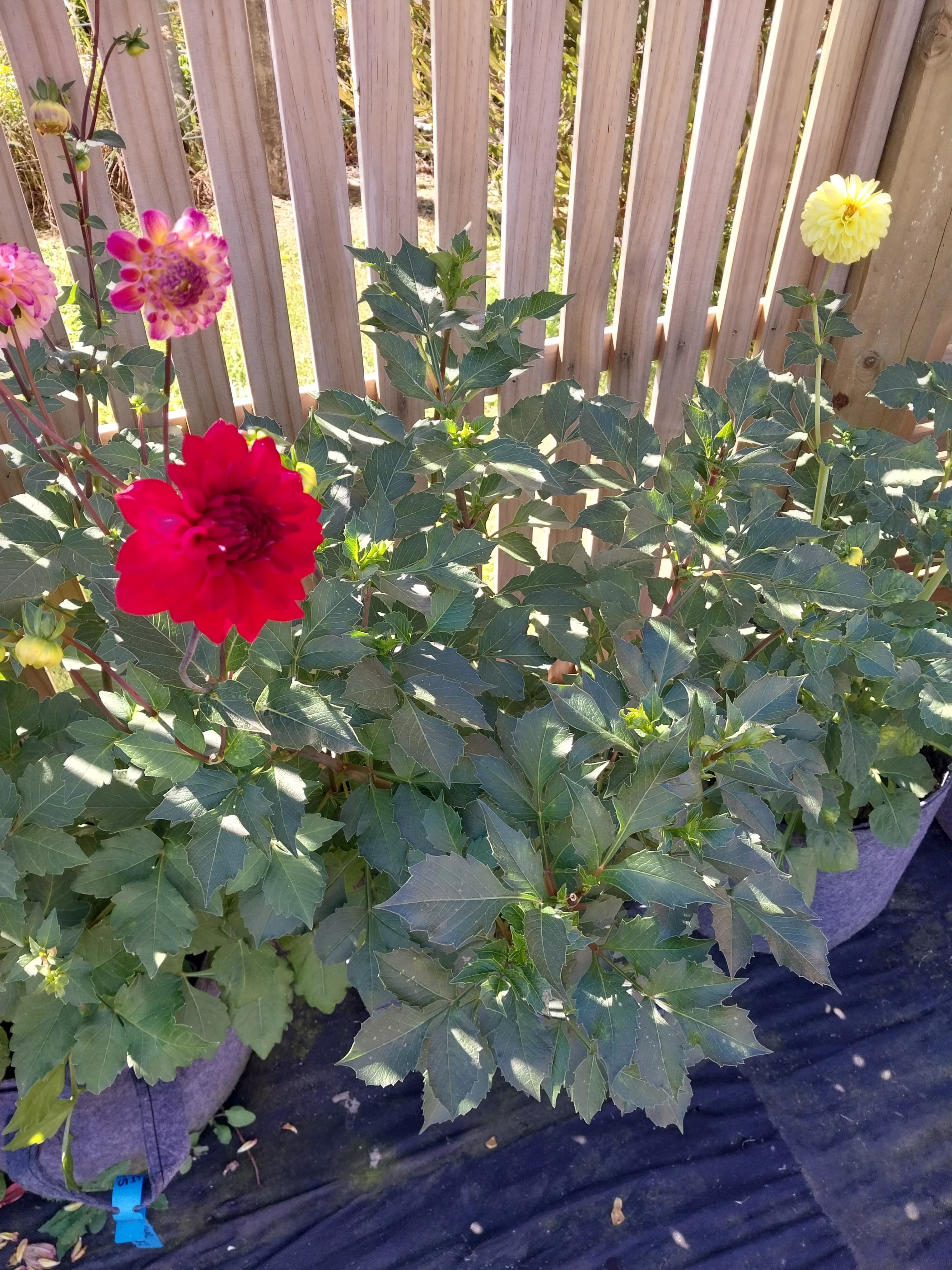 Sweet As "Flameburst" view 3