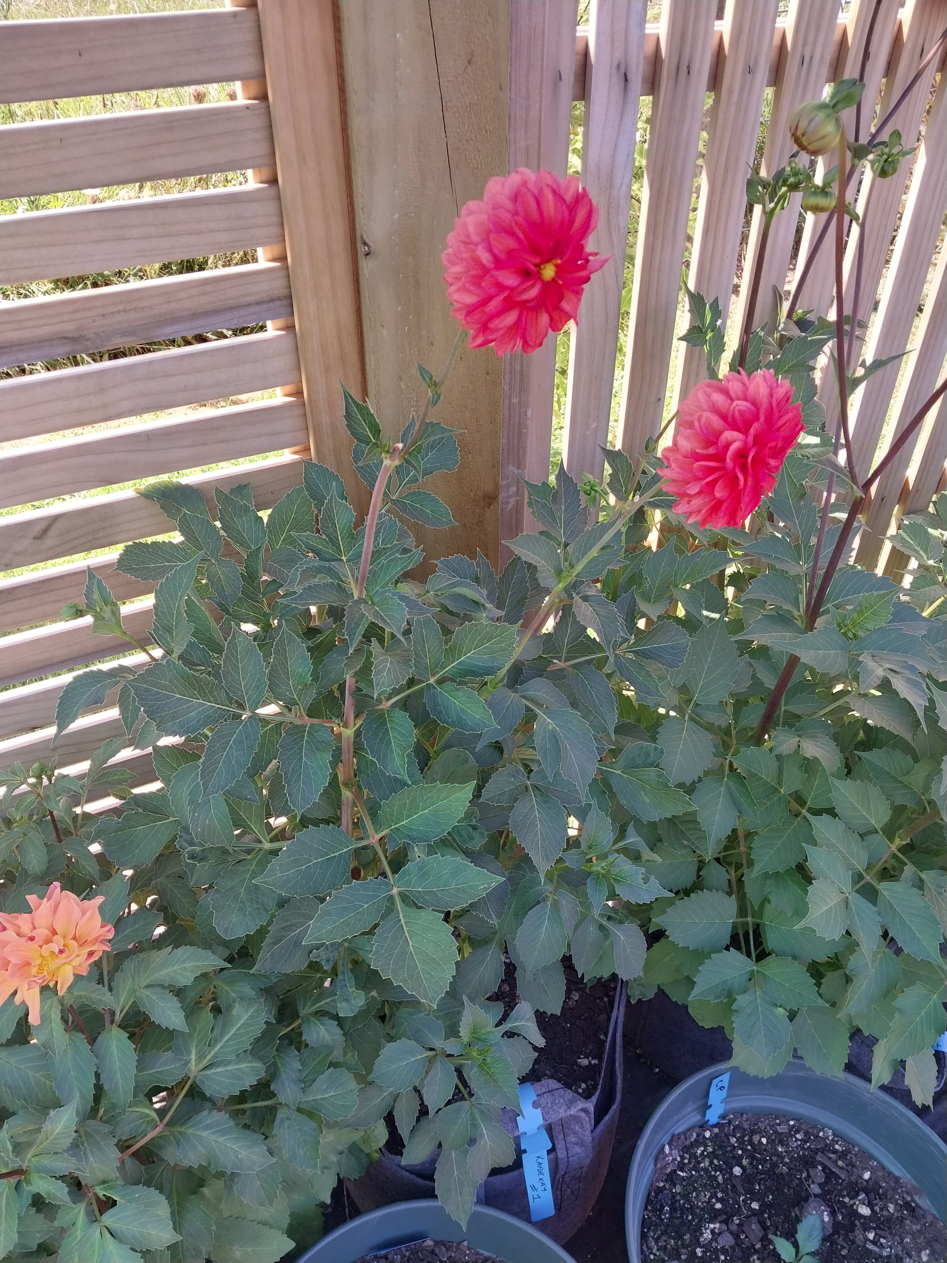 Sweet As "Kaydekay" view 3