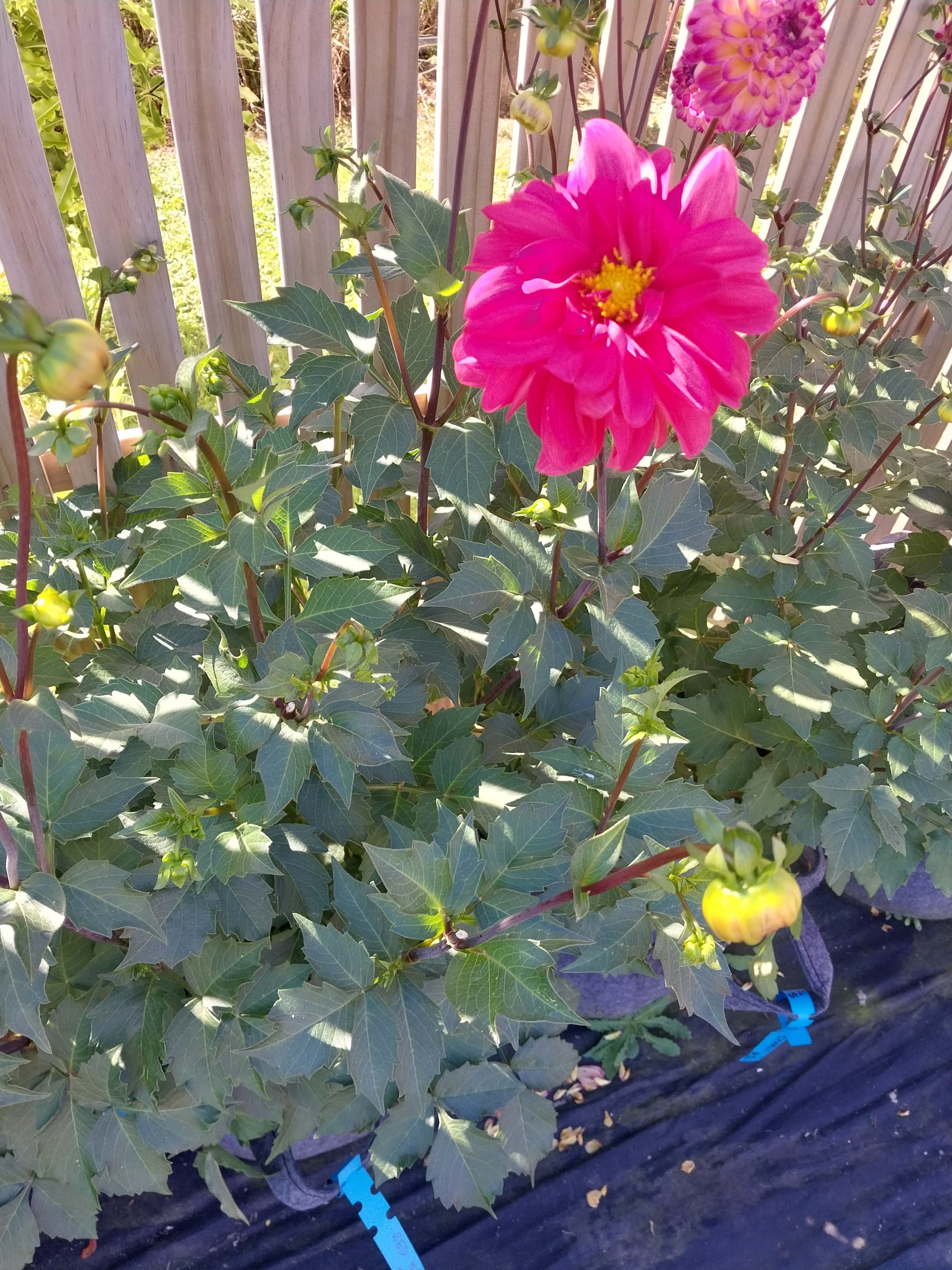 Sweet As "Red Halo" view 3