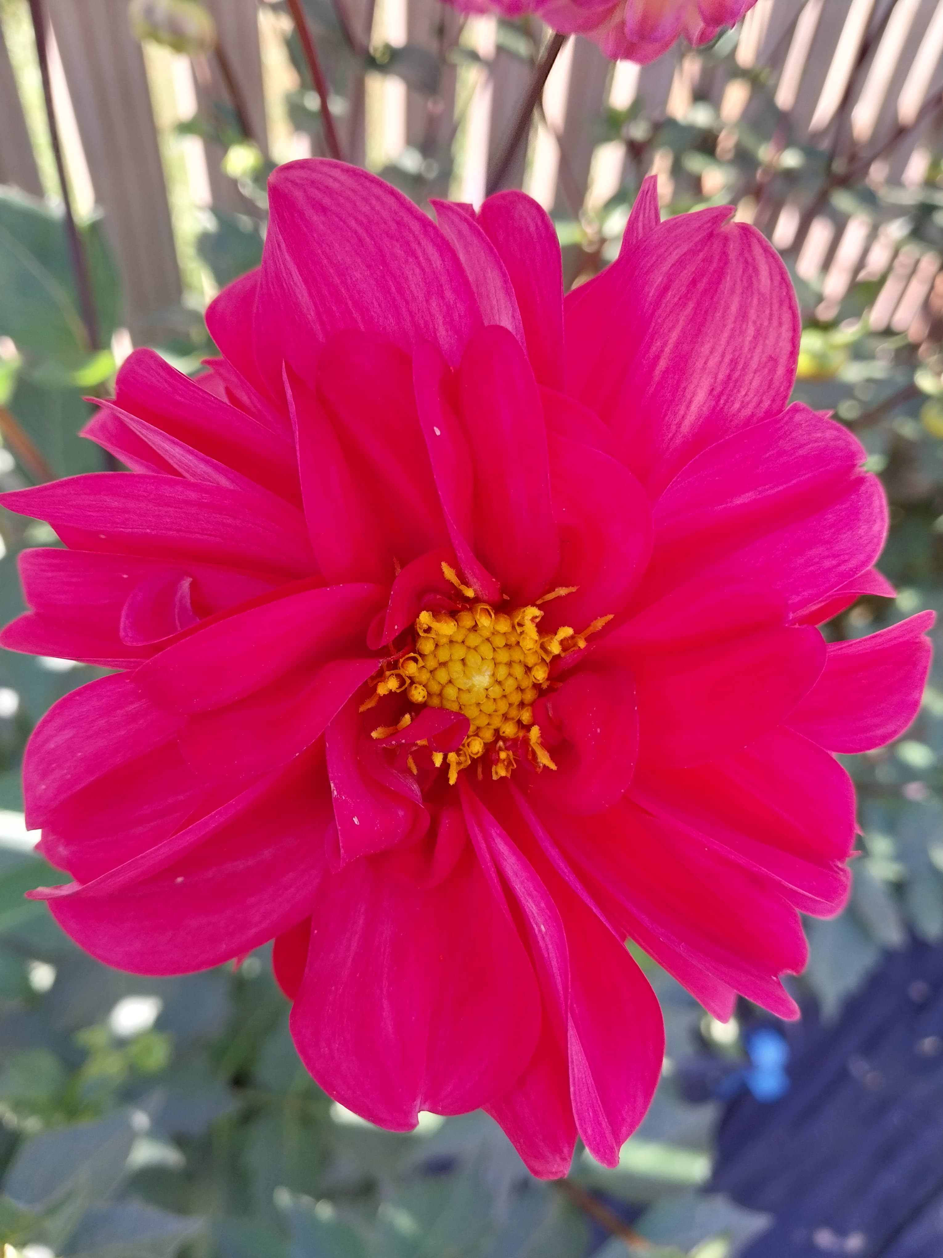 Sweet As "Red Halo" view 2