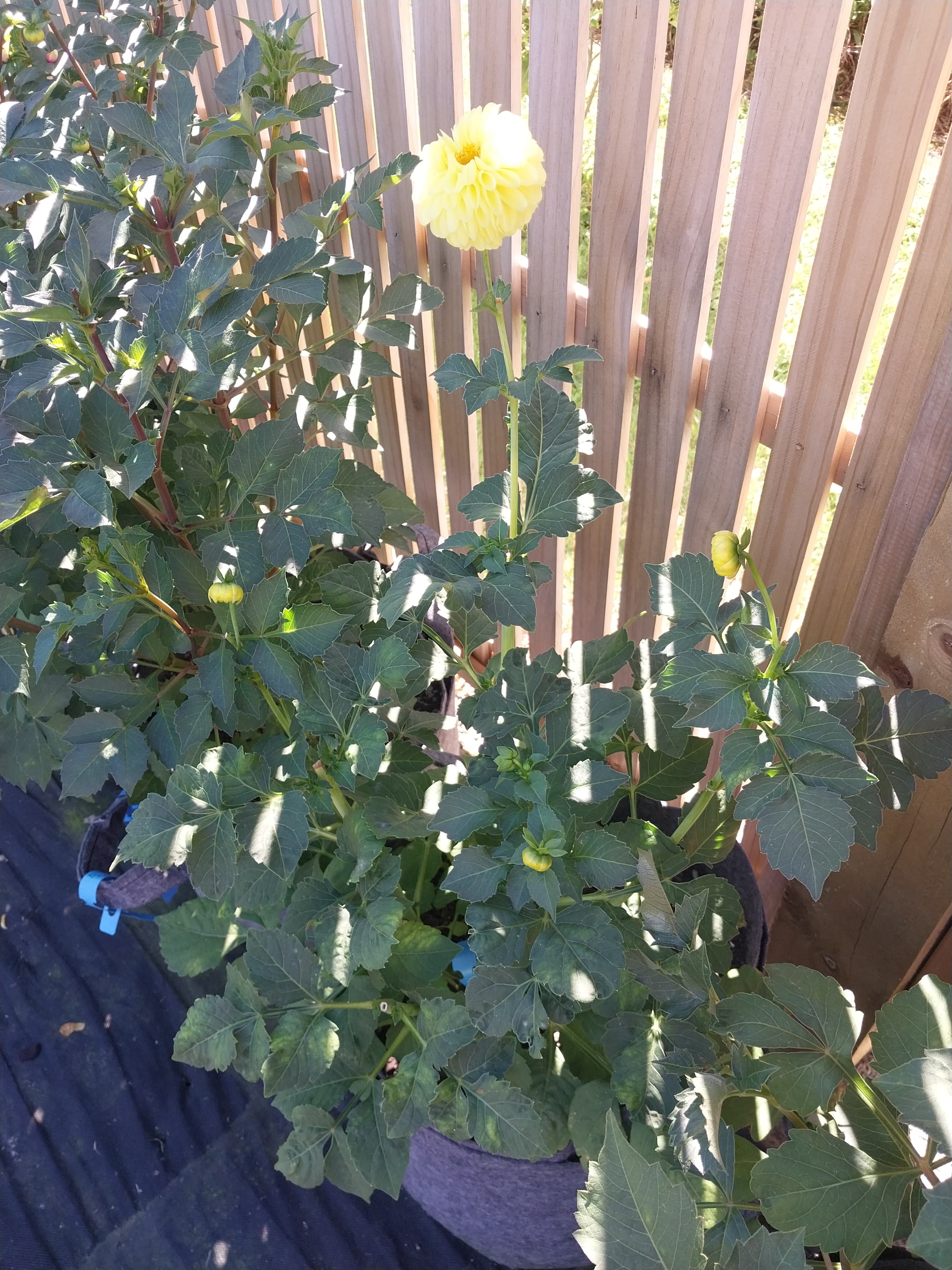 Sweet As "Sally Bob D" view 3