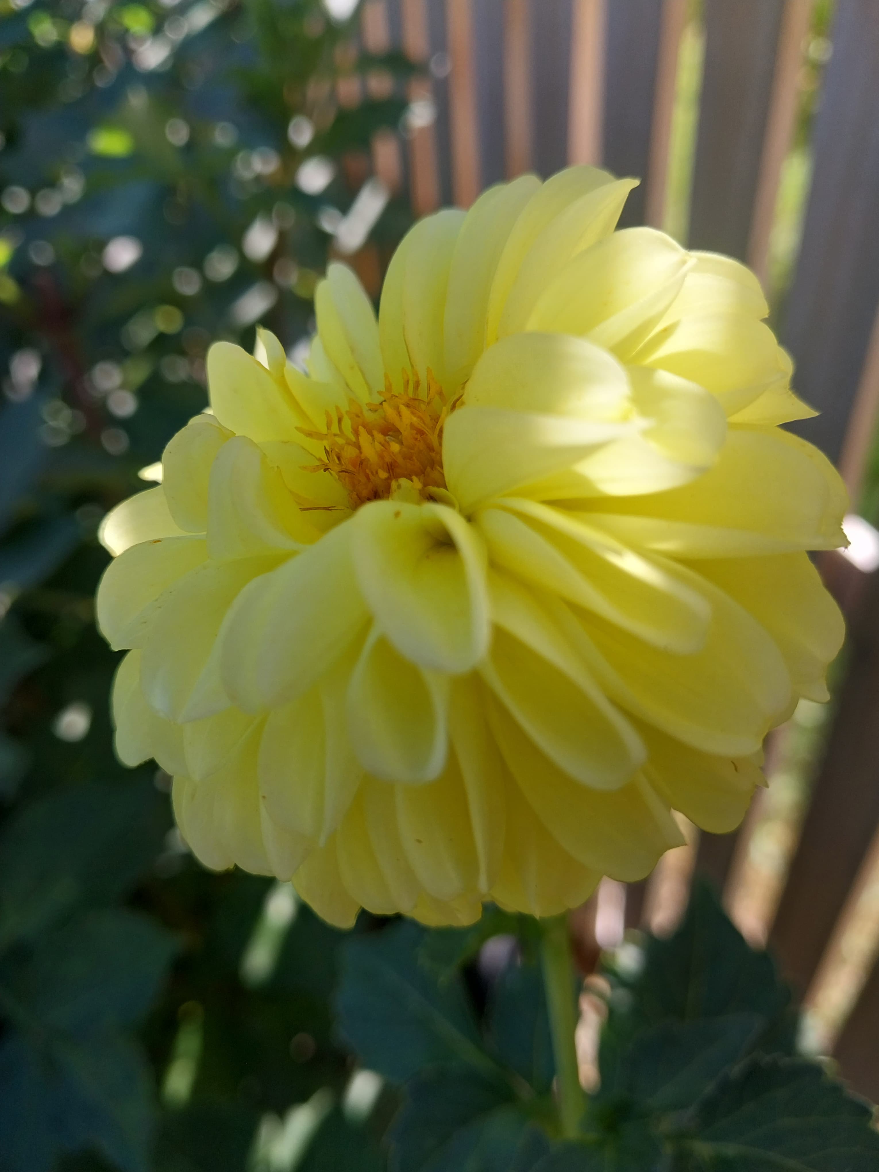 Sweet As "Sally Bob D" view 2