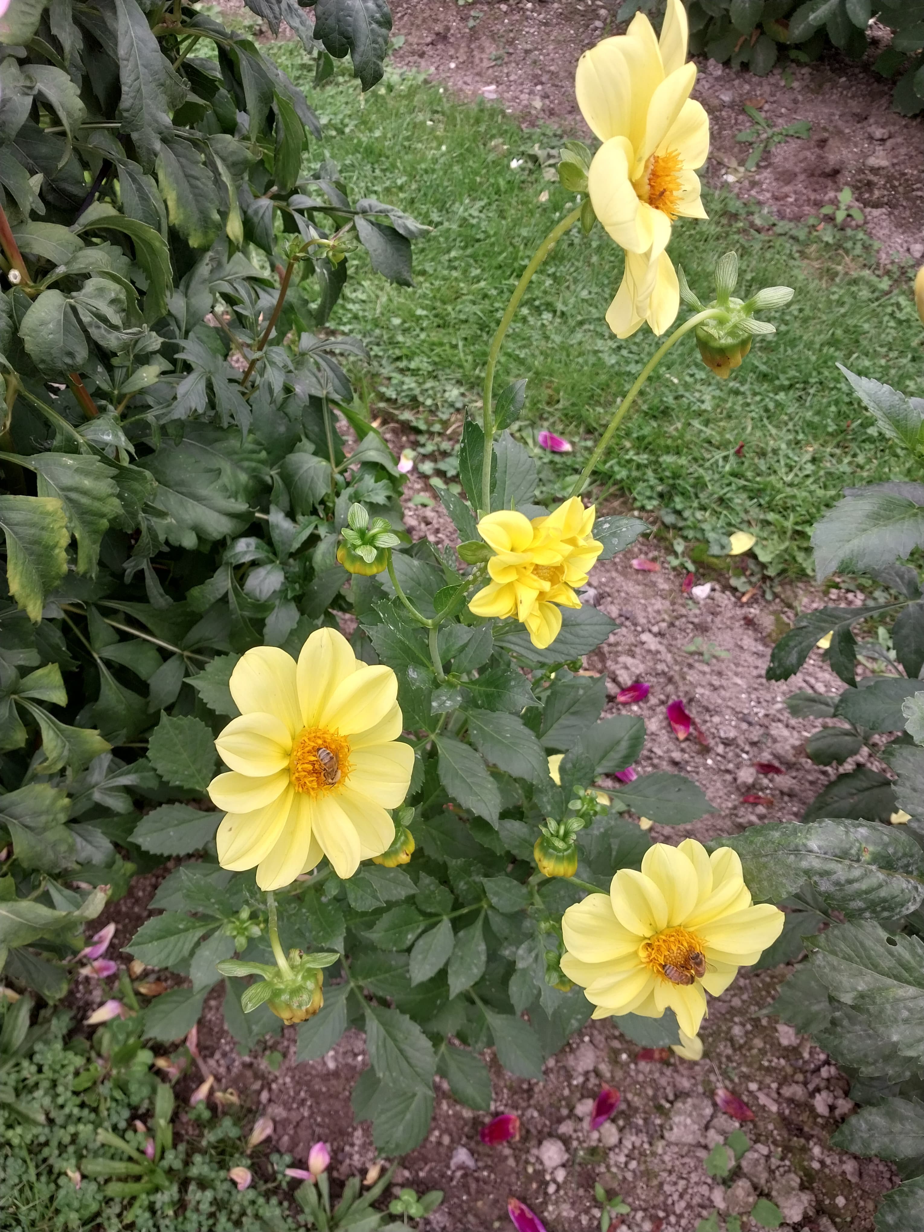 Sweet As "Benji G" view 3