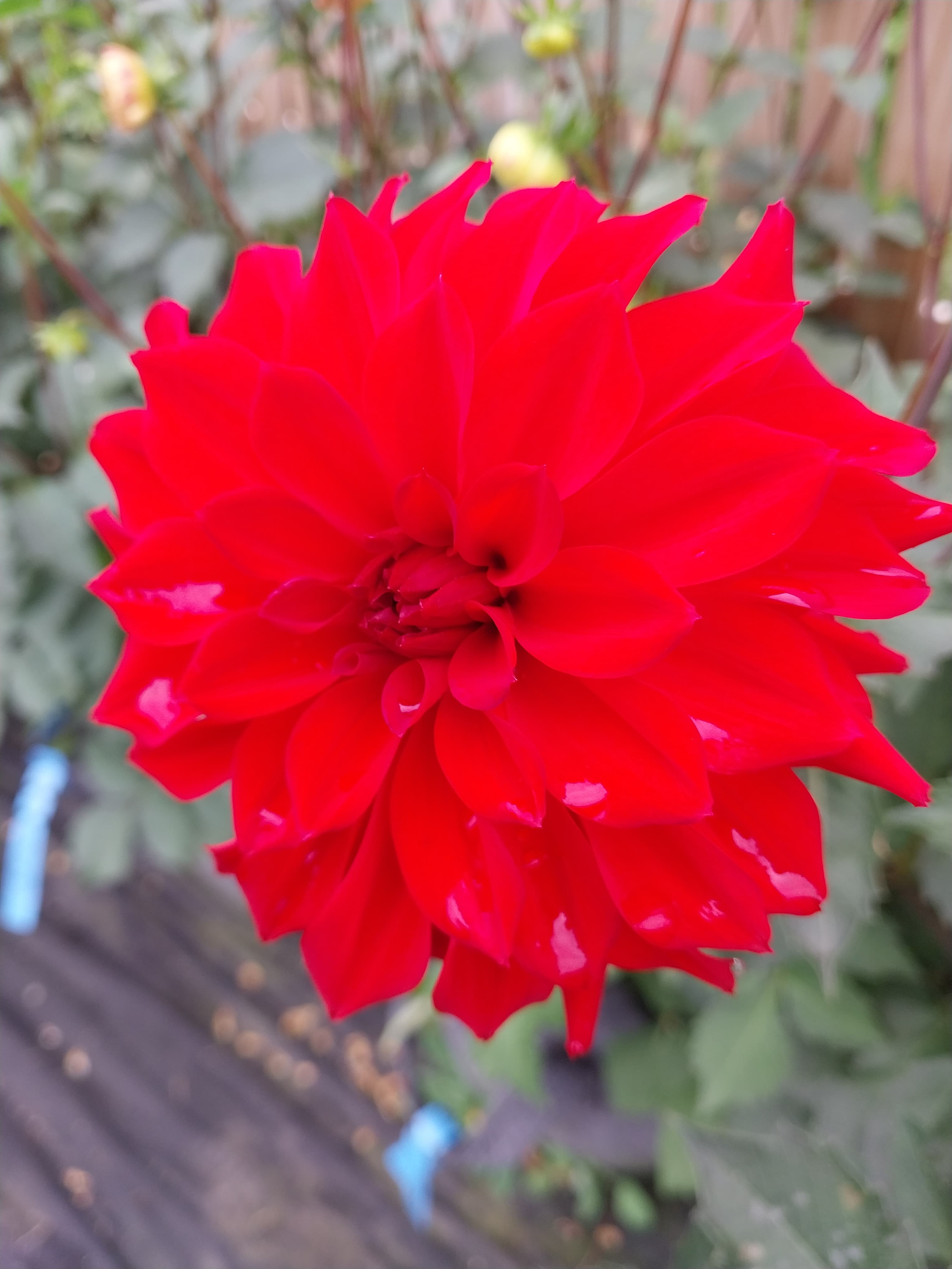 Sweet As "Flameburst" view 2