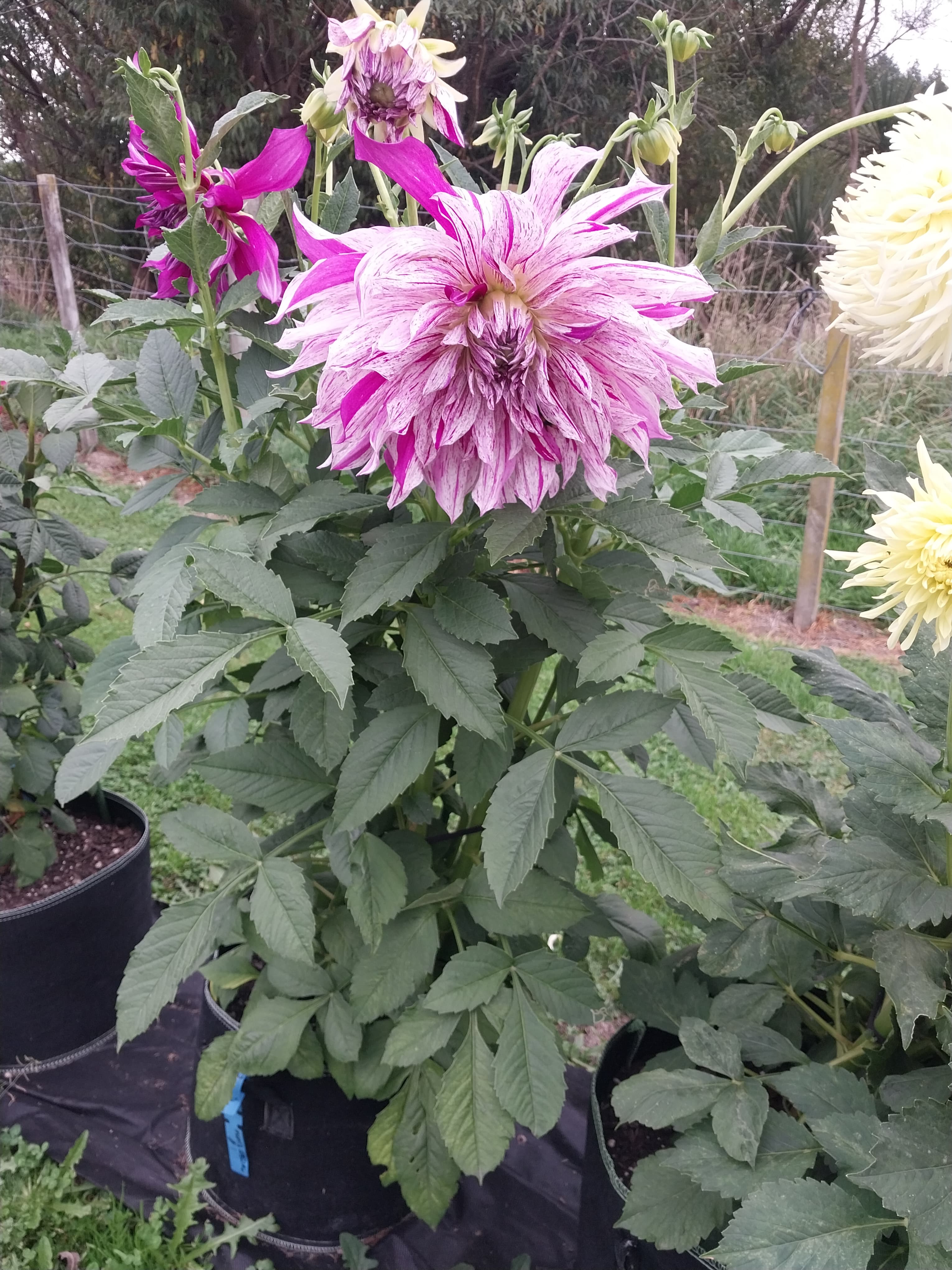 Mum's Special view 3